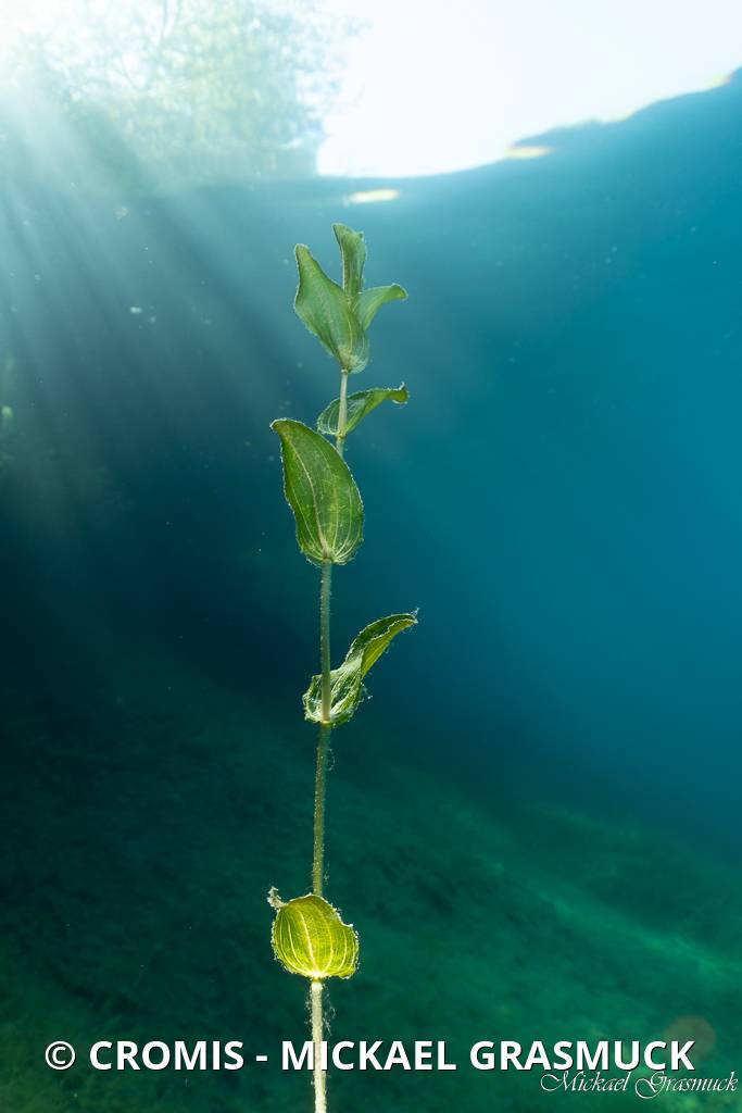 Potamot perfolié