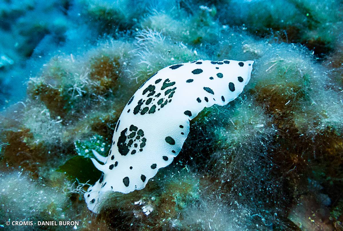 Doris dalmatienne