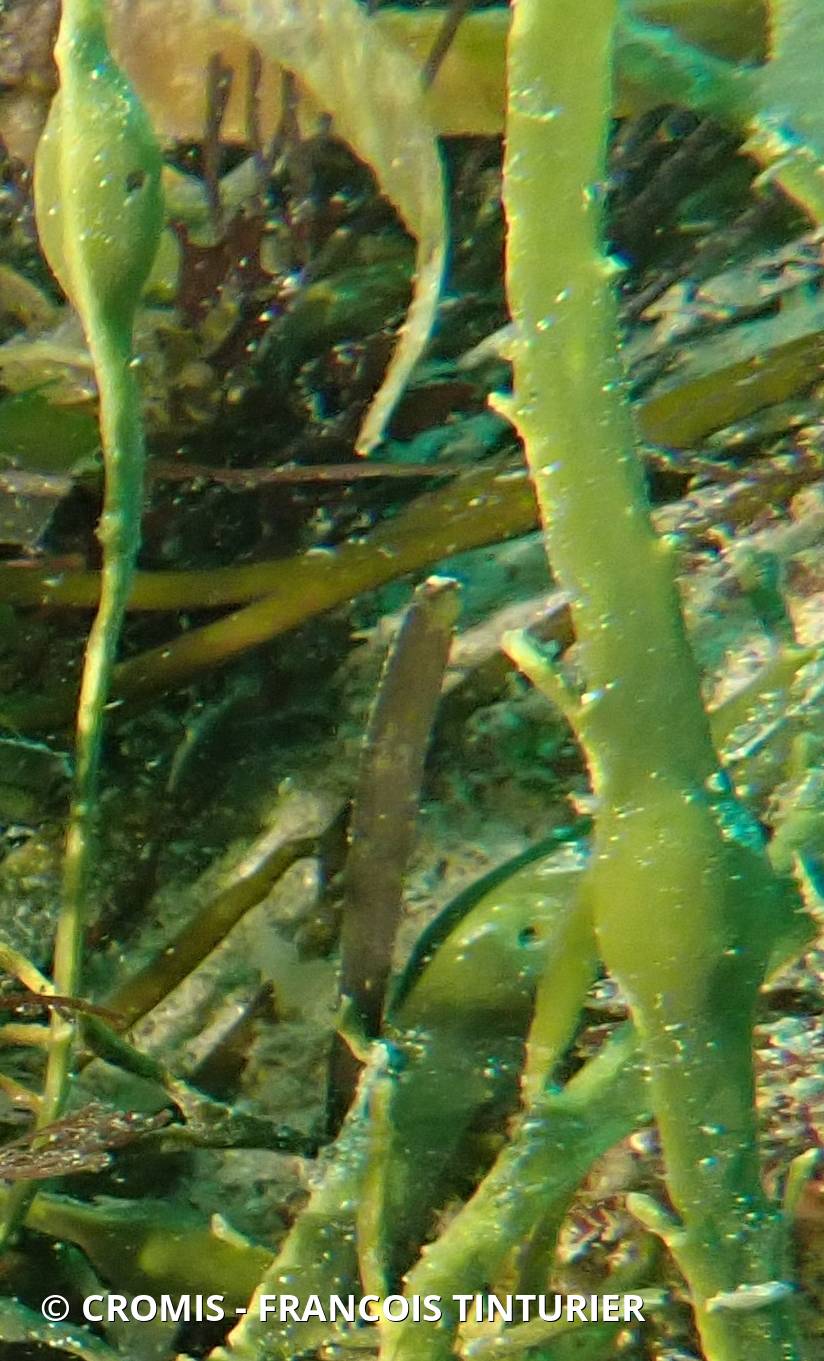 Ascophylle