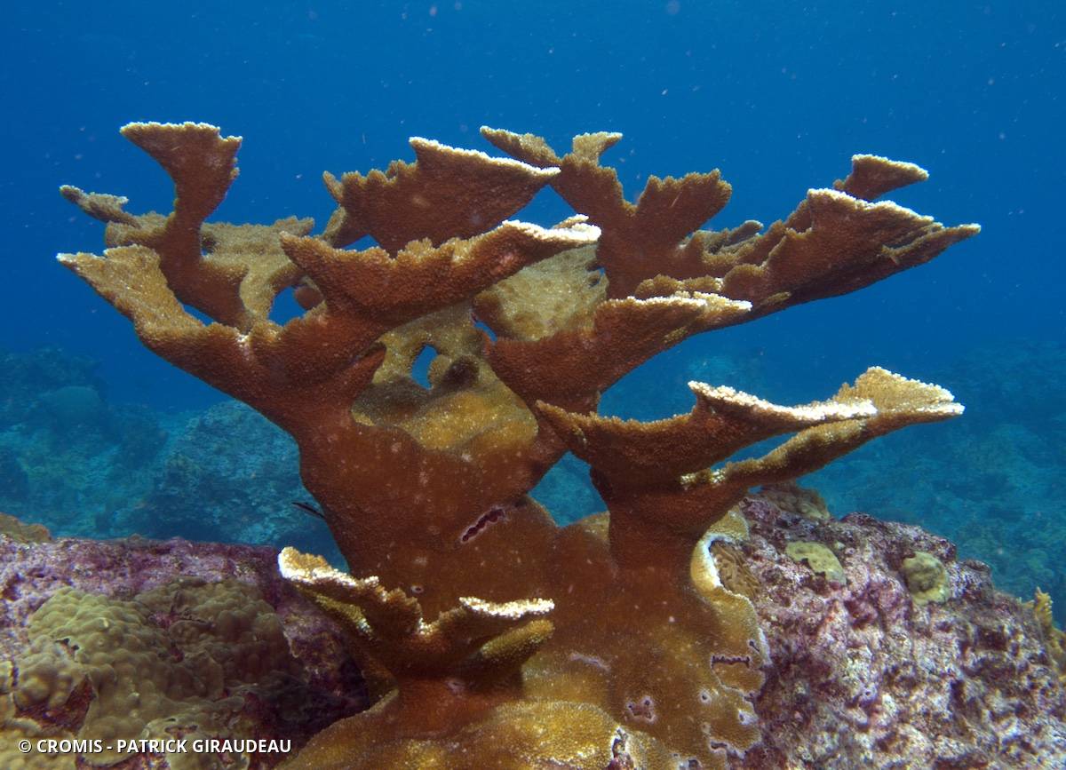 Corail corne d'élan