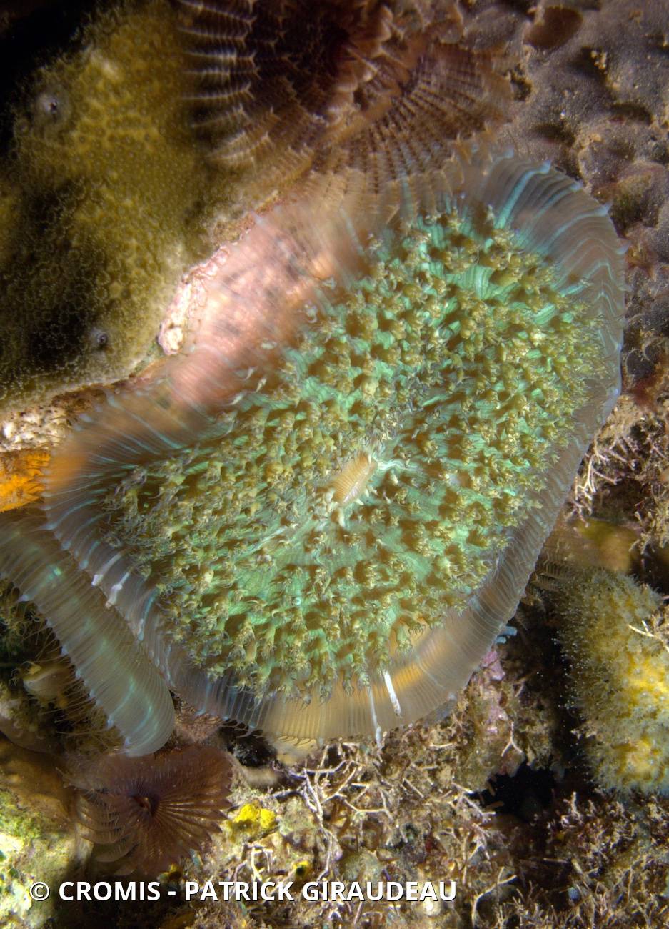 Corallimorphaire verruqueux