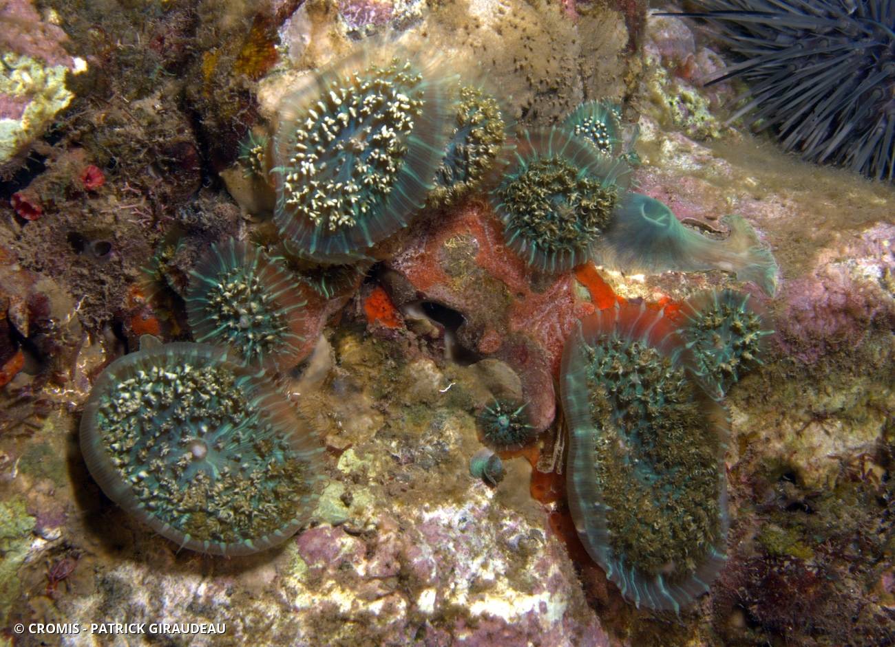Corallimorphaire verruqueux