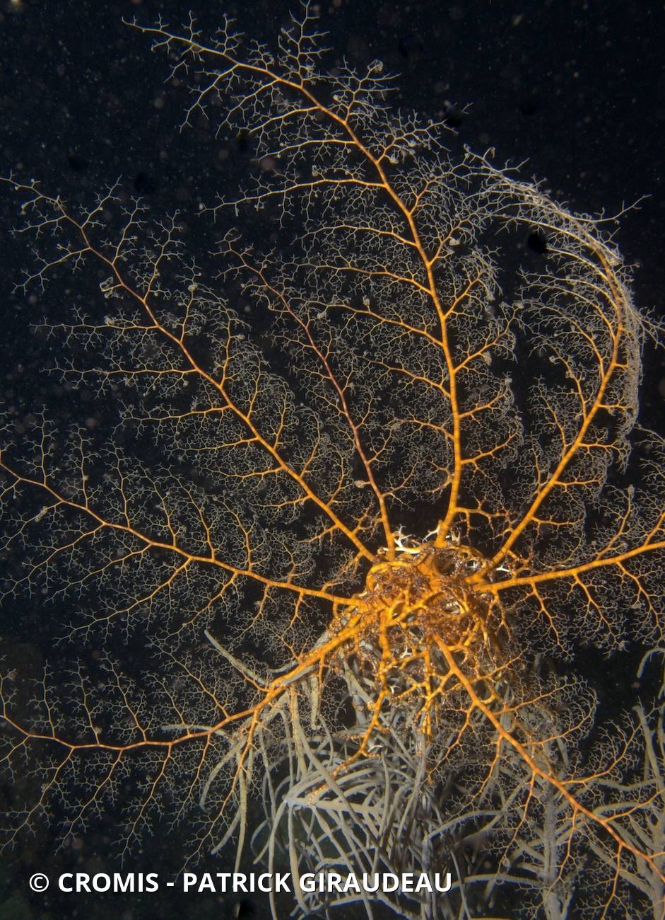Gorgonocéphale géant