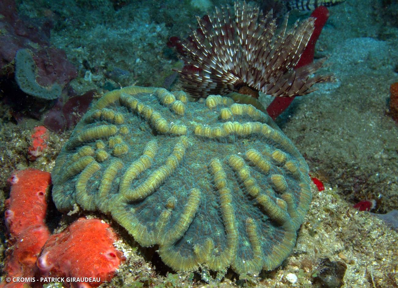 Corail cactus à bosses
