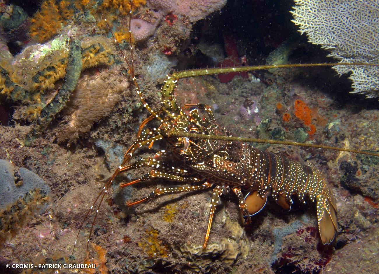 Langouste tachetée