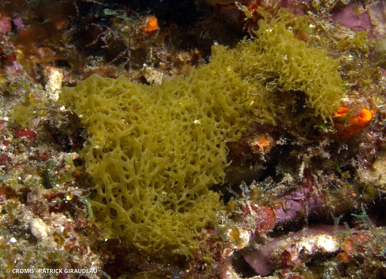 Clathrine jaune des Caraïbes