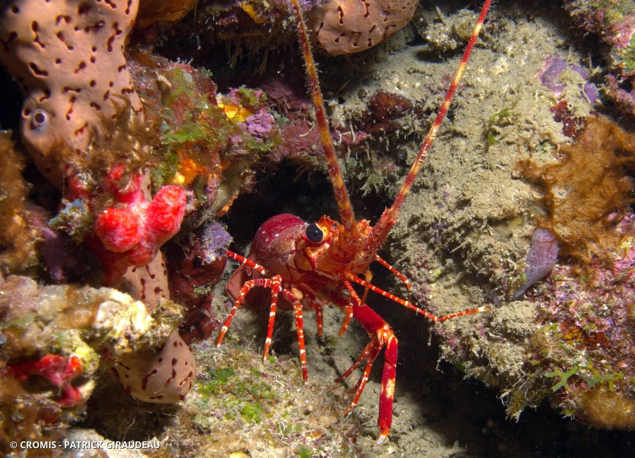 Langouste à bandes rouges