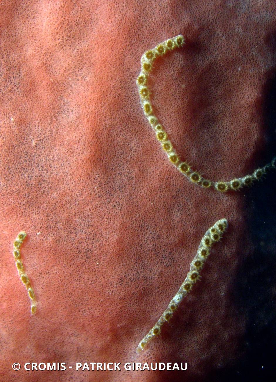 Zoanthaire éponge en chaînette