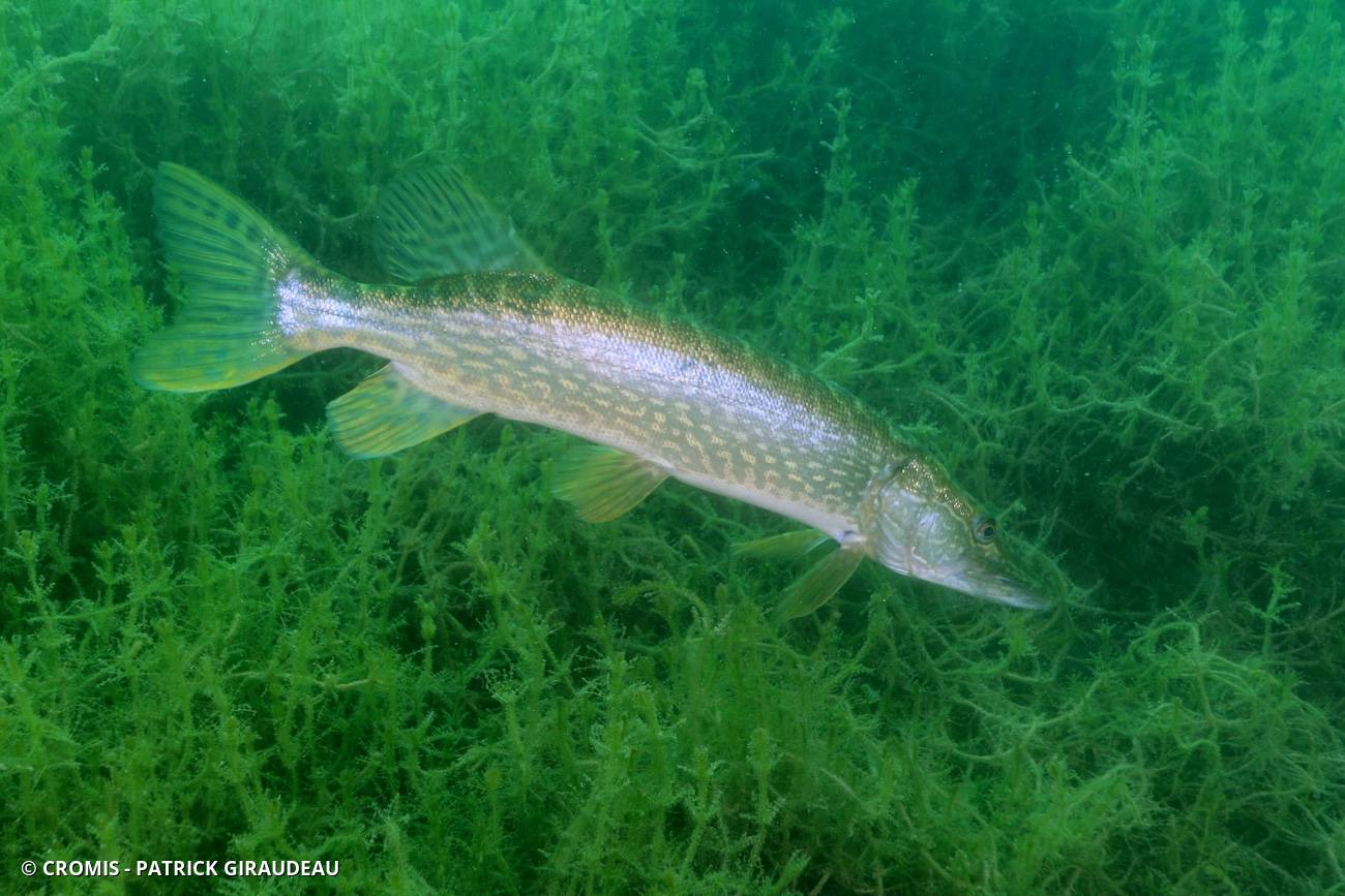 Brochet