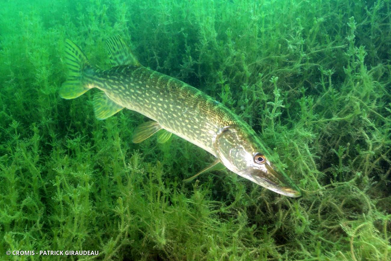 Brochet