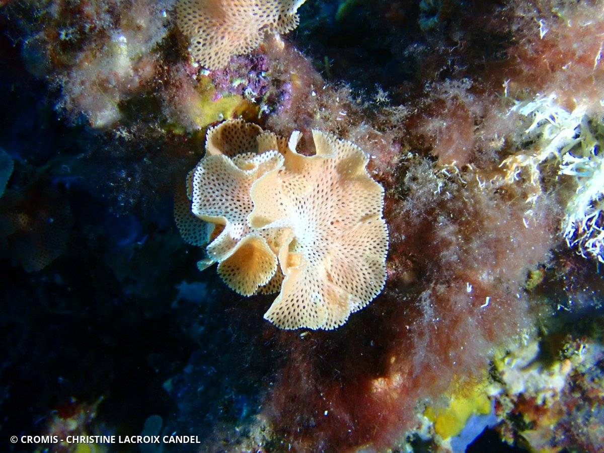 Dentelle de Neptune