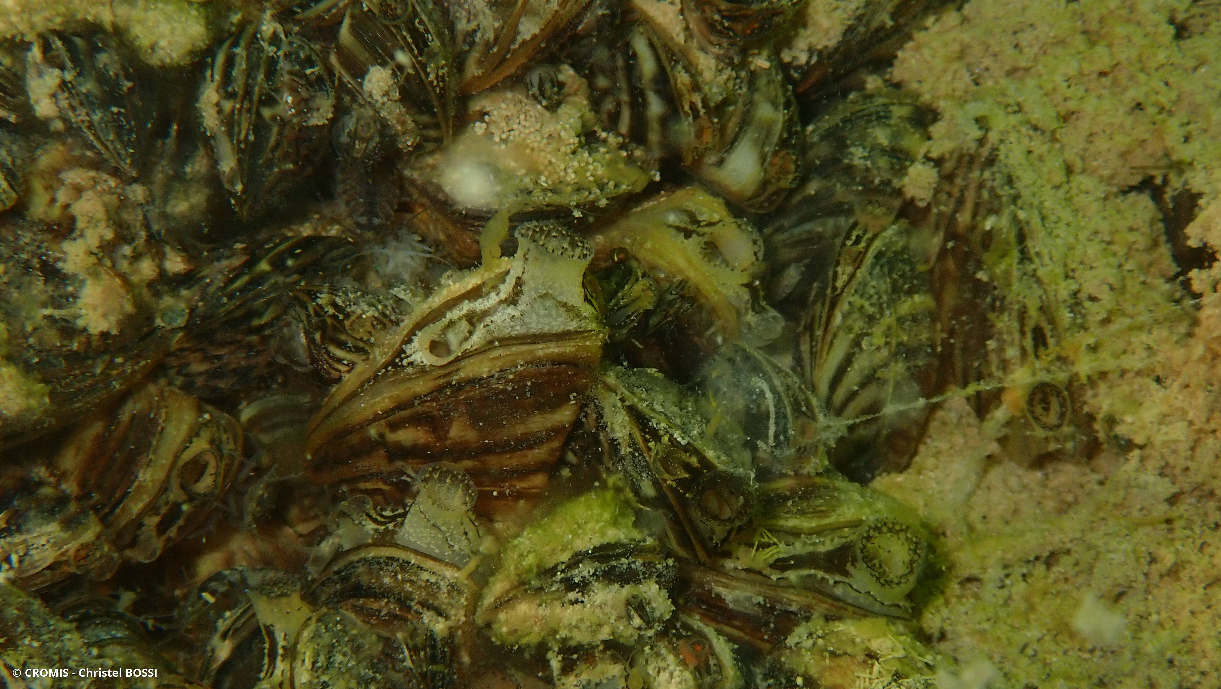 Moule zébrée
