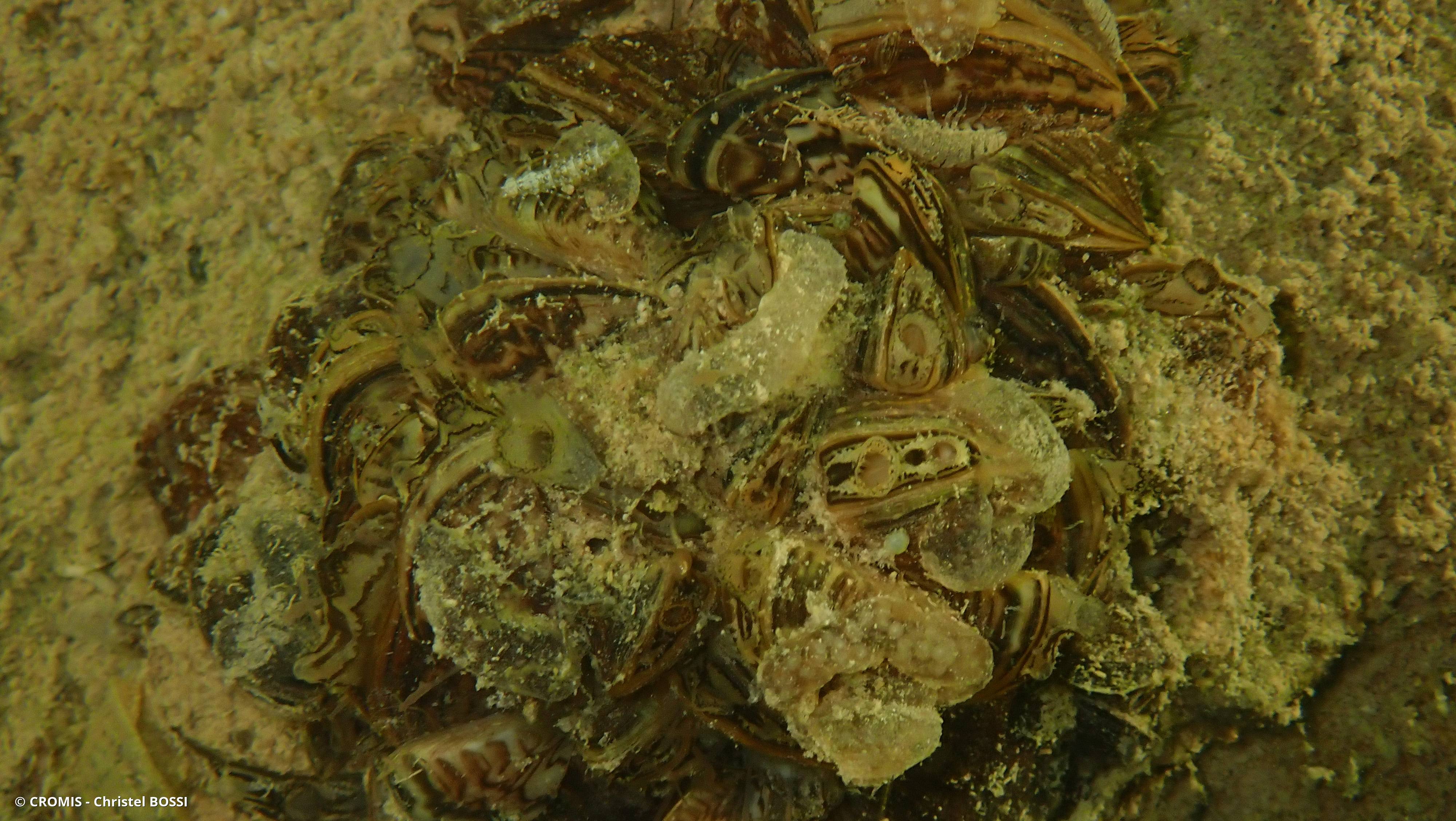 Moule zébrée