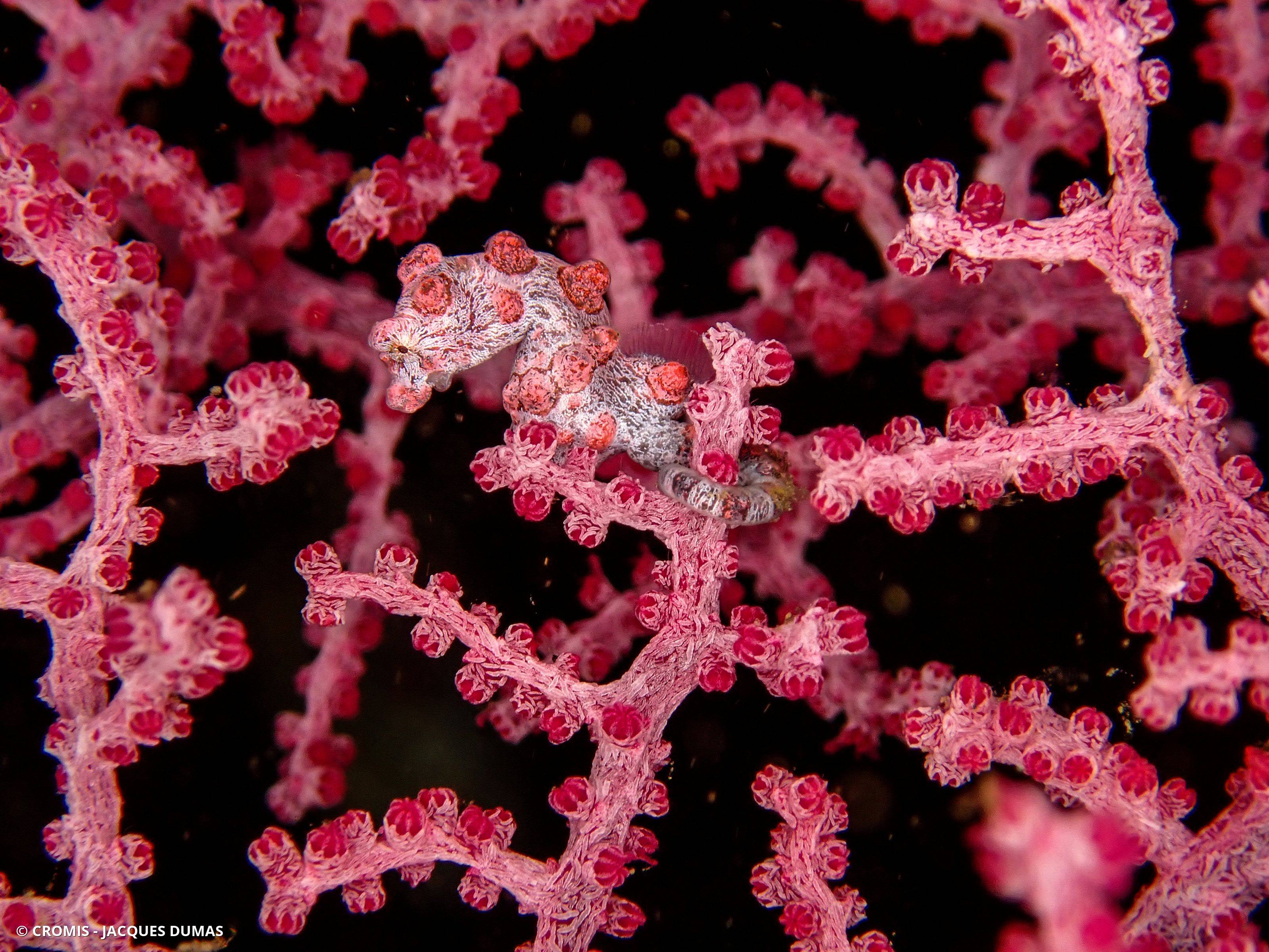 Hippocampe pygmée rose