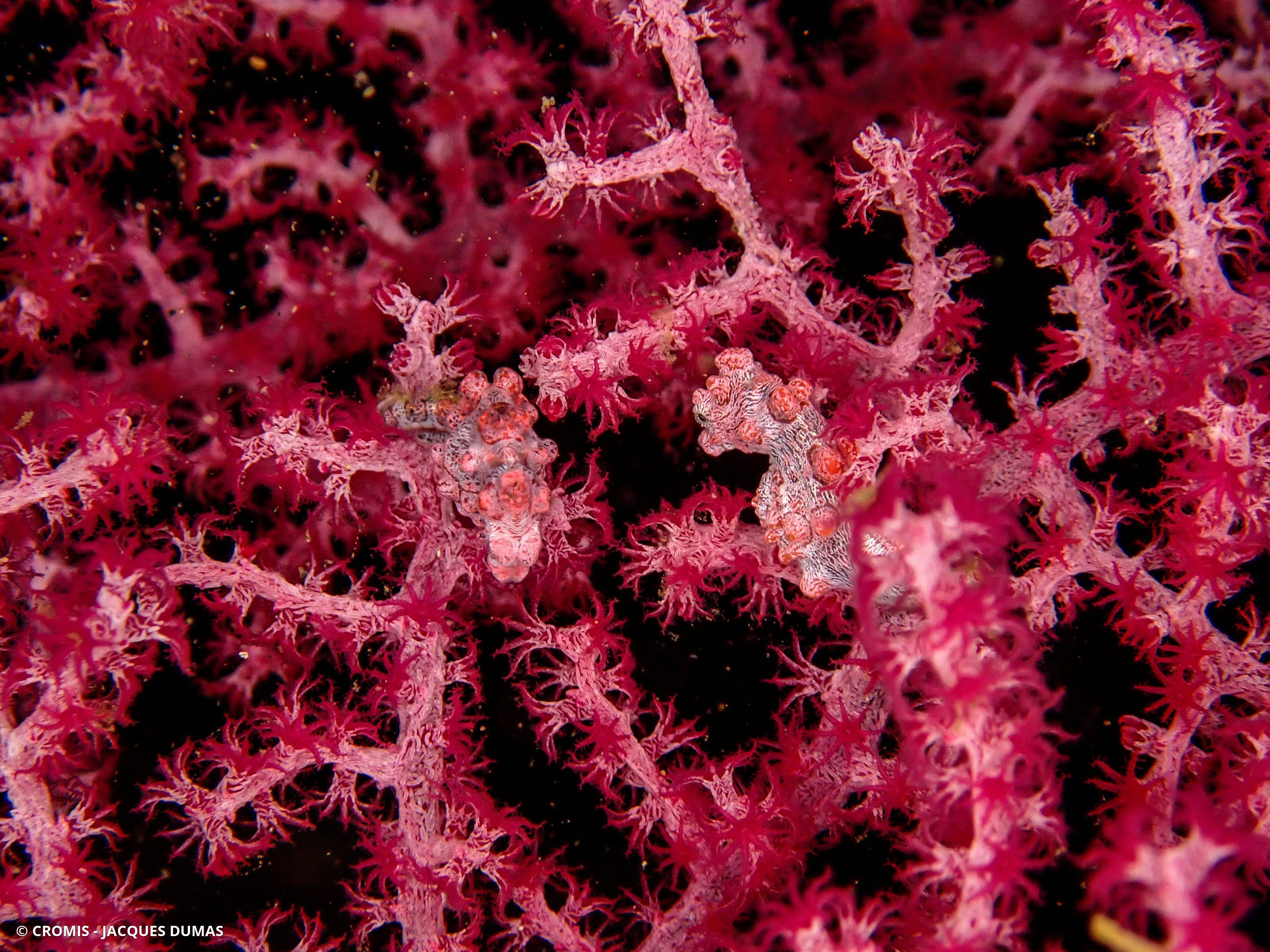 Hippocampe pygmée rose