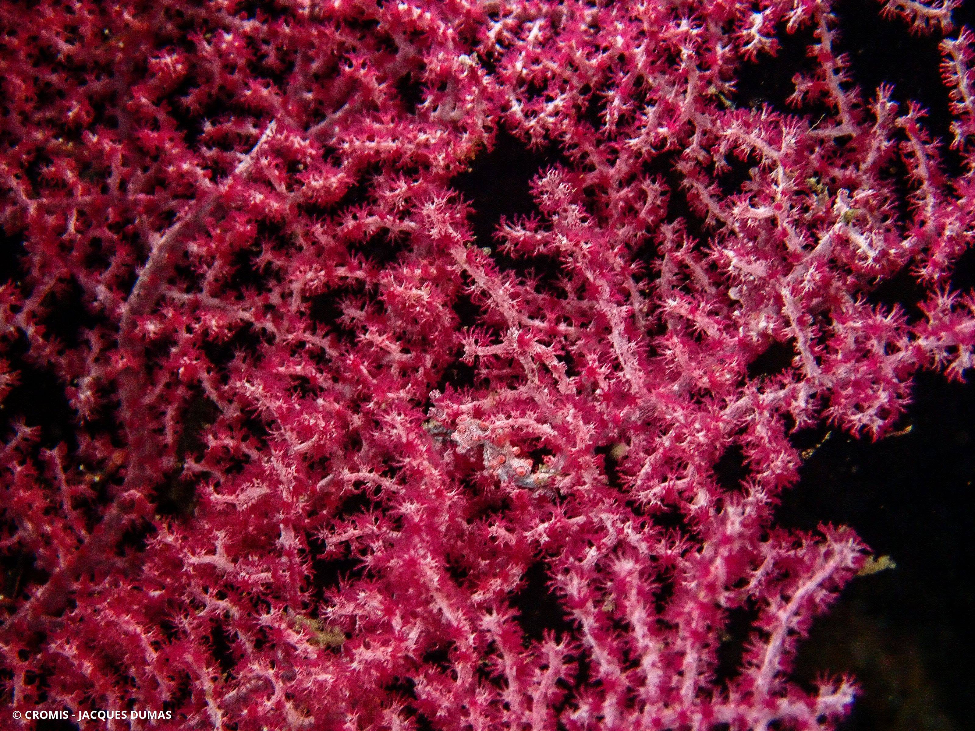 Hippocampe pygmée rose