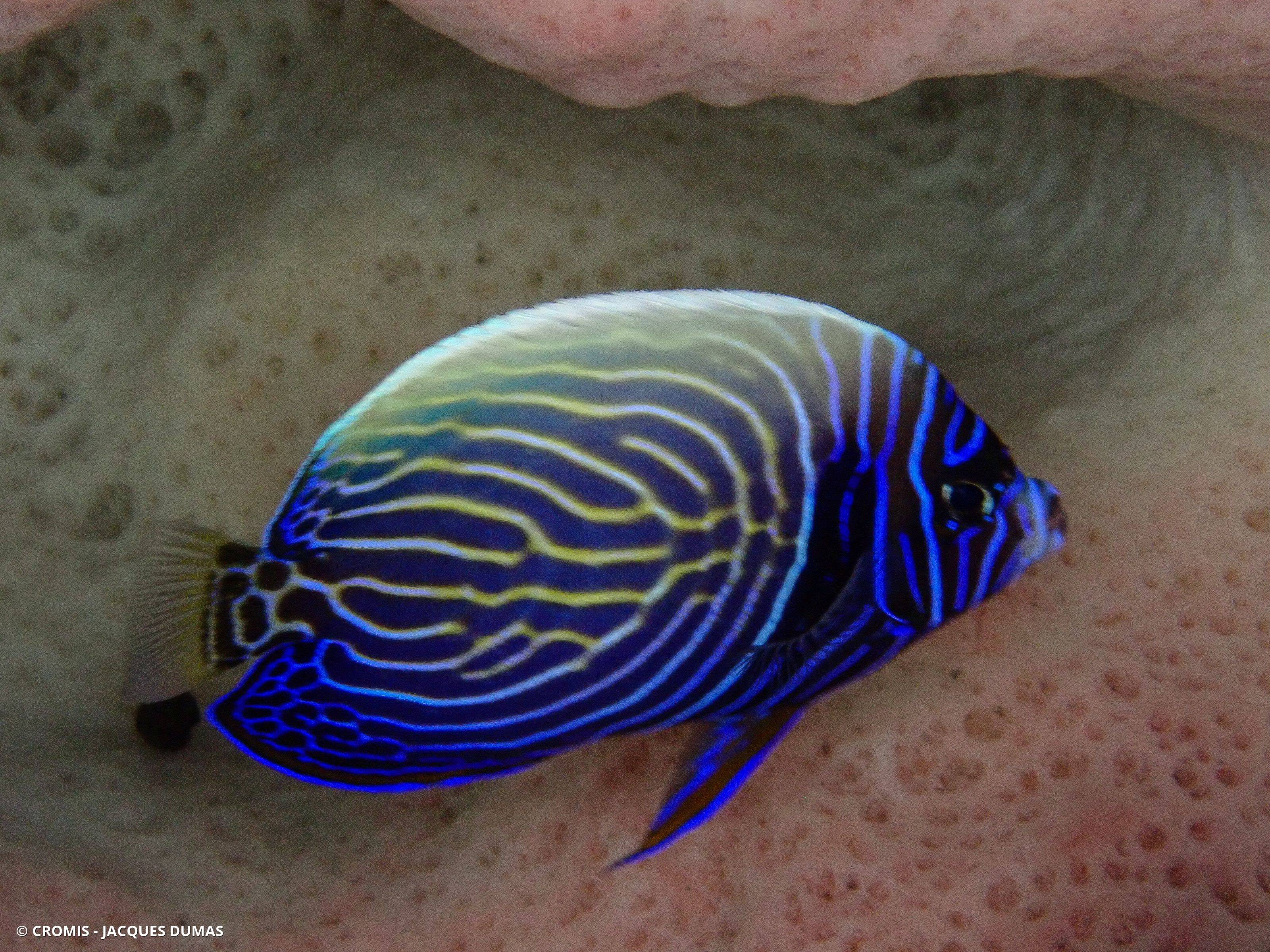 Poisson-ange empereur