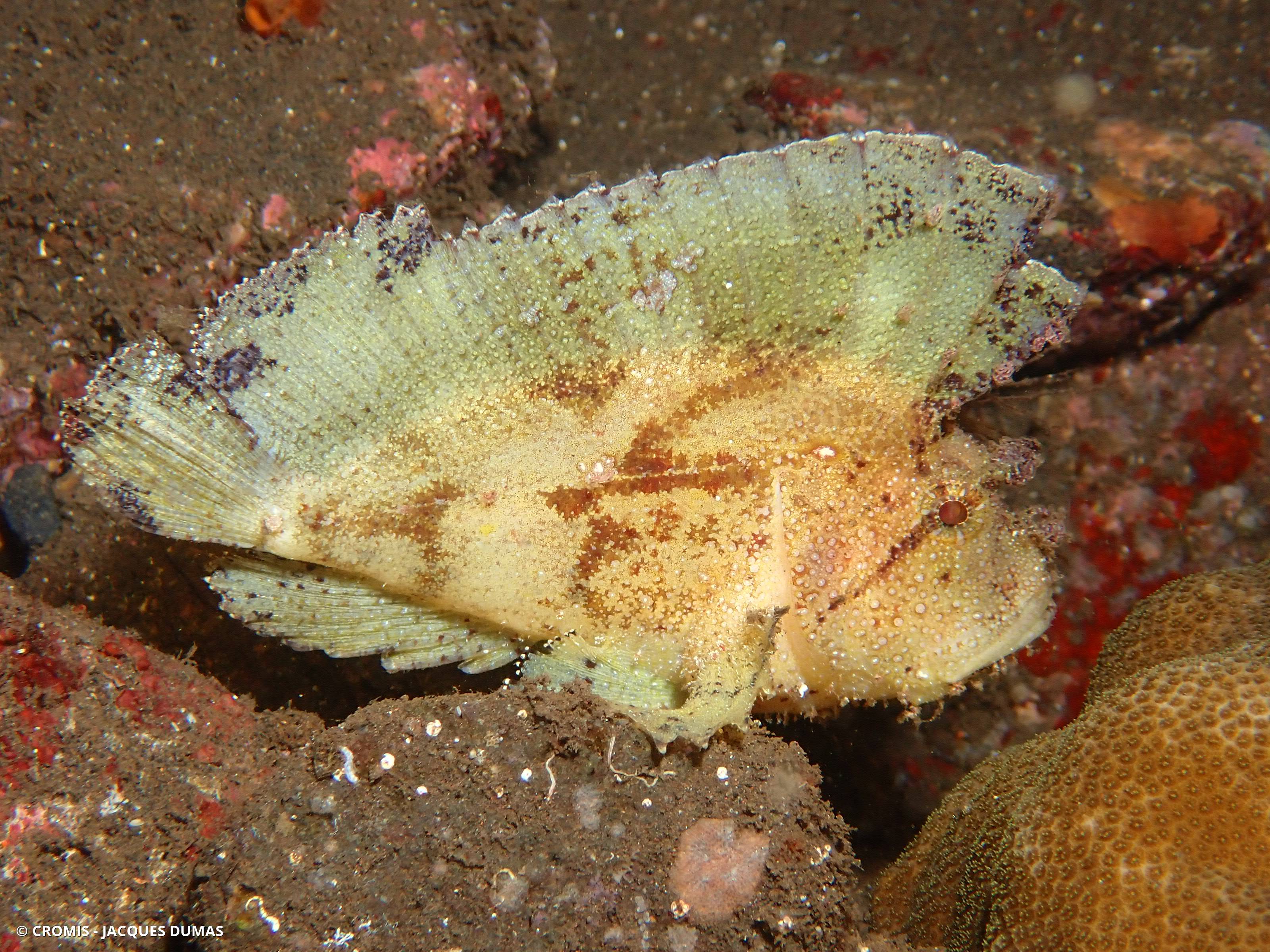 Poisson-scorpion feuille