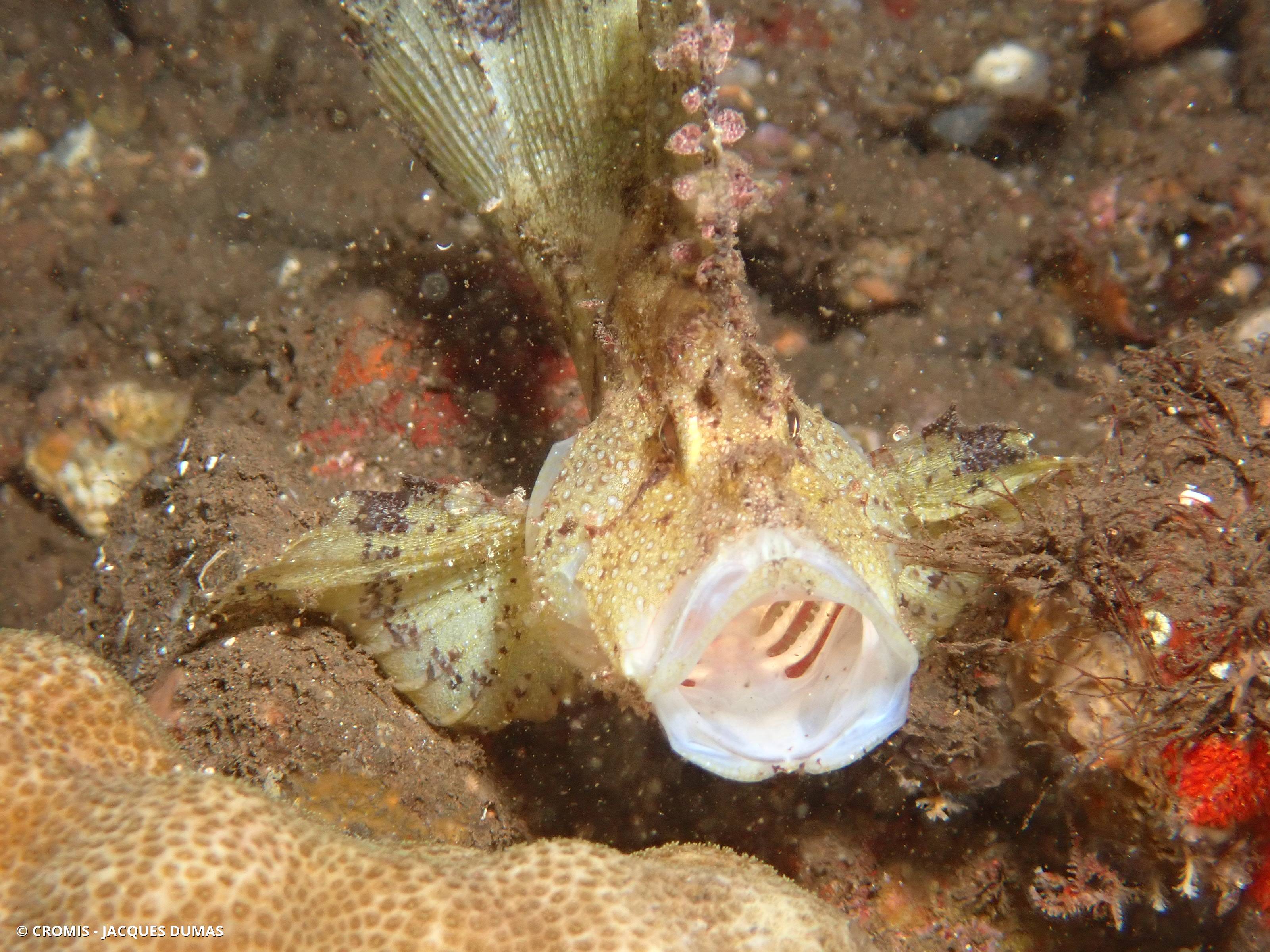 Poisson-scorpion feuille