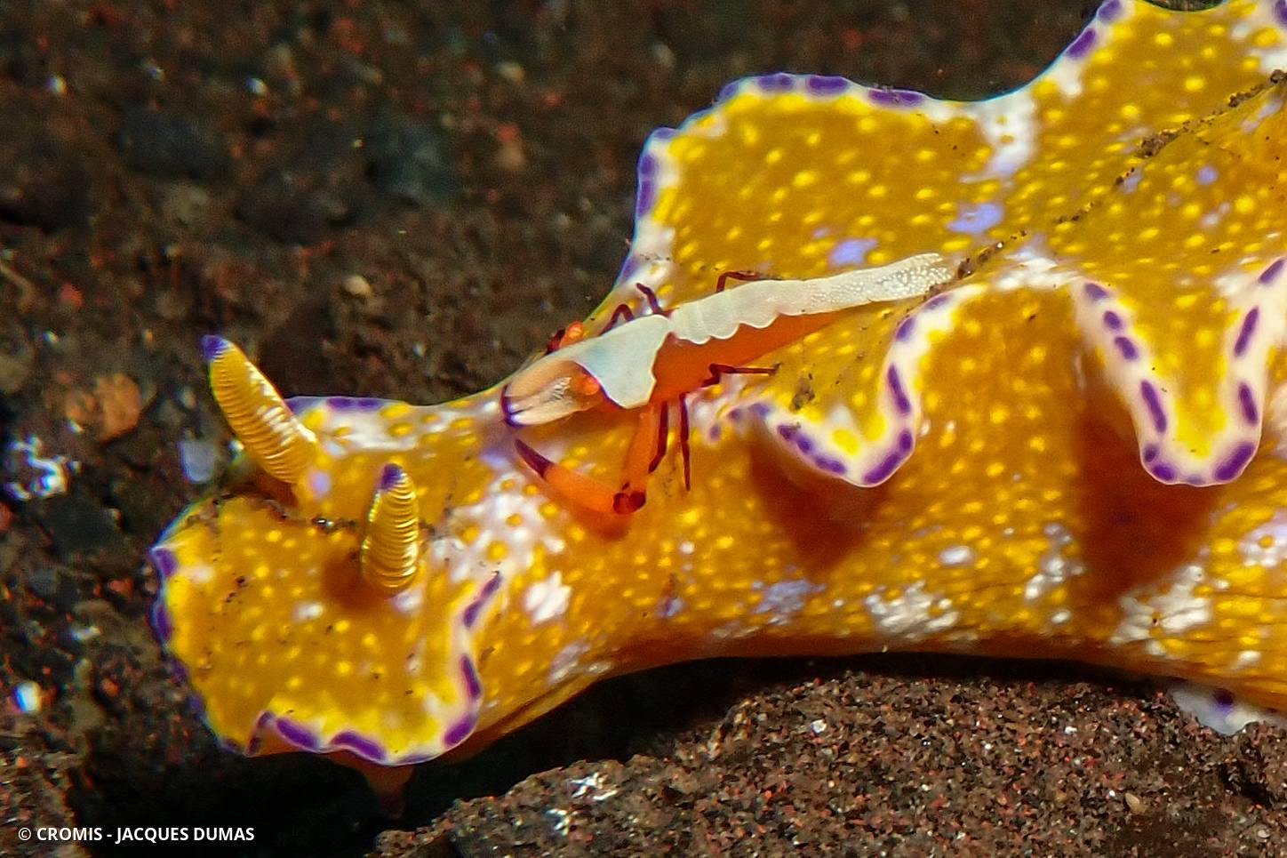 Crevette nettoyeuse impériale