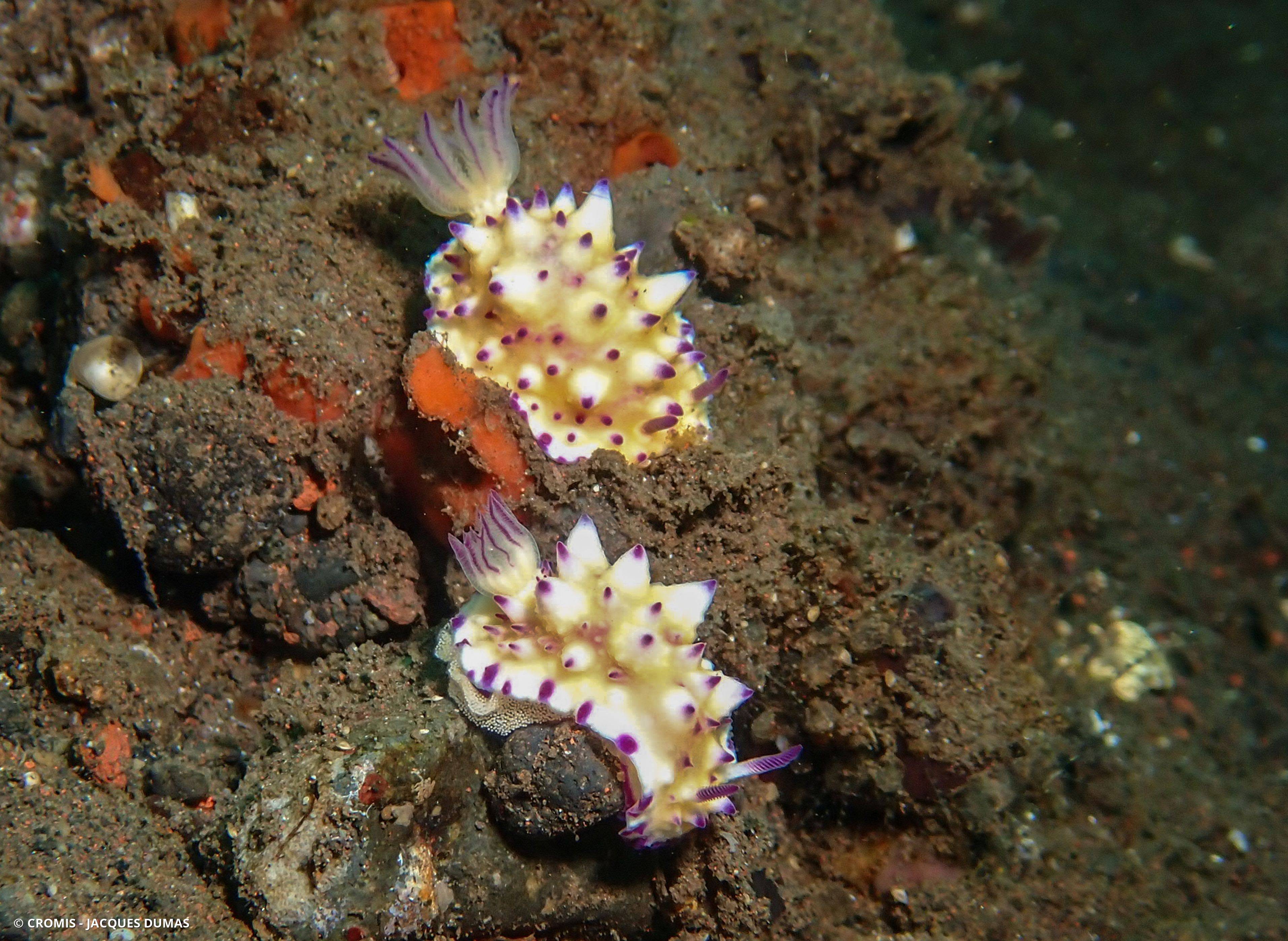 Mexichromis tuberculée