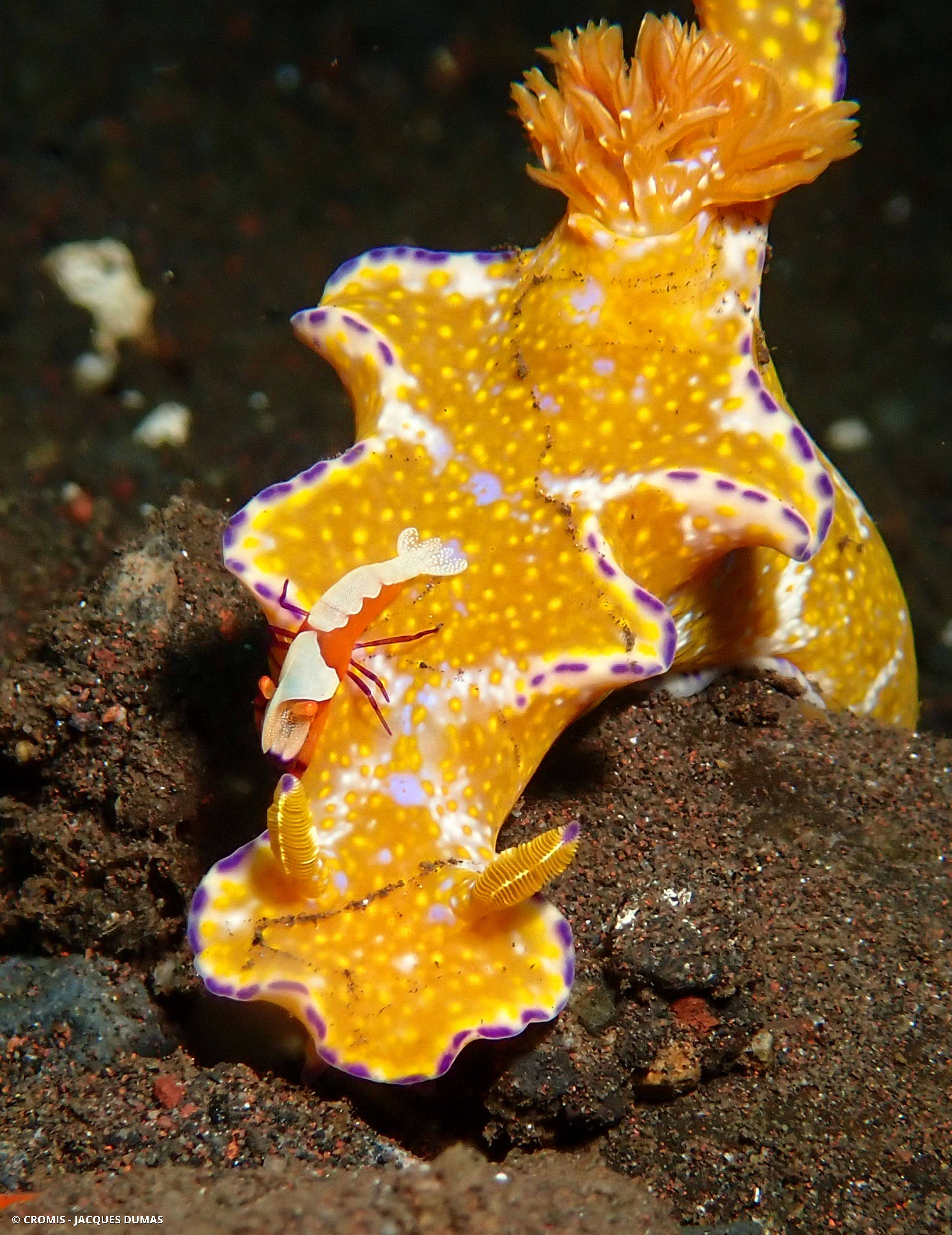 Cératosome ténue