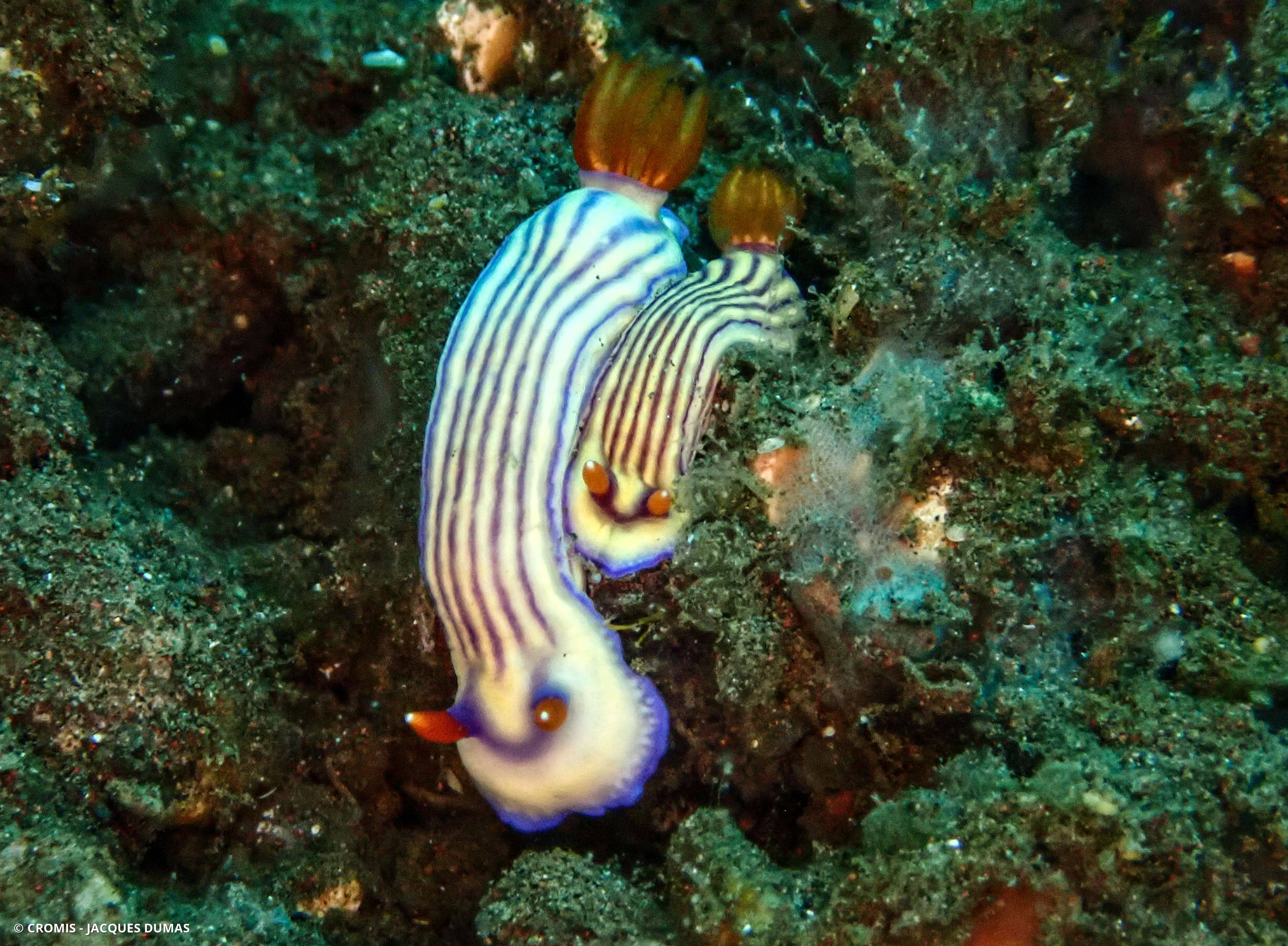 Hypselodoris magnifique