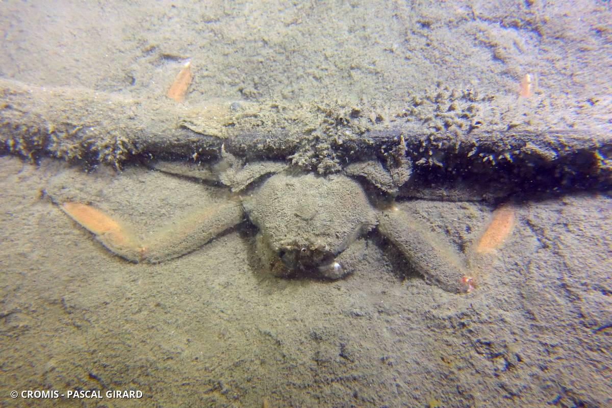 Crabe laineux