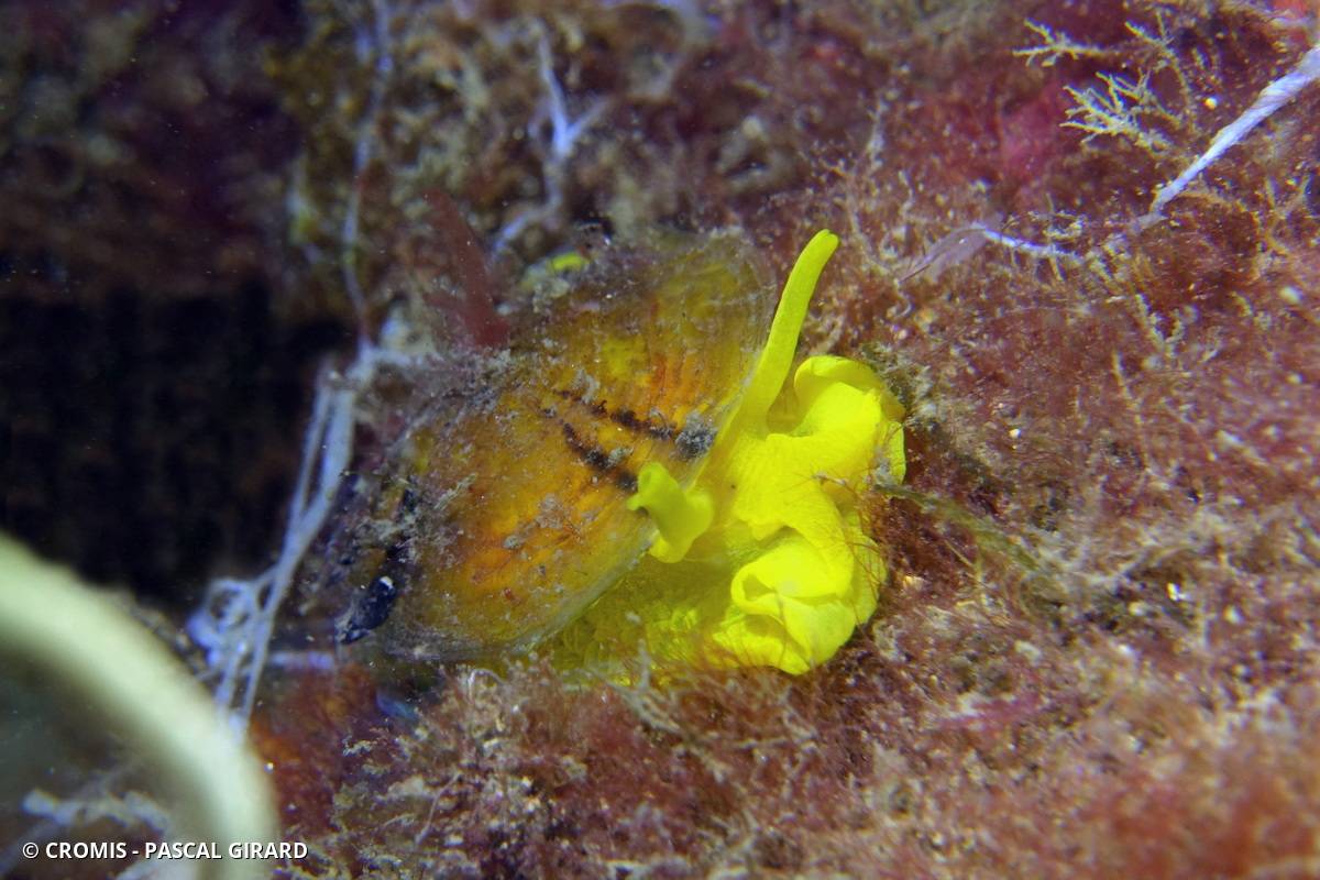 Tylodine jaune