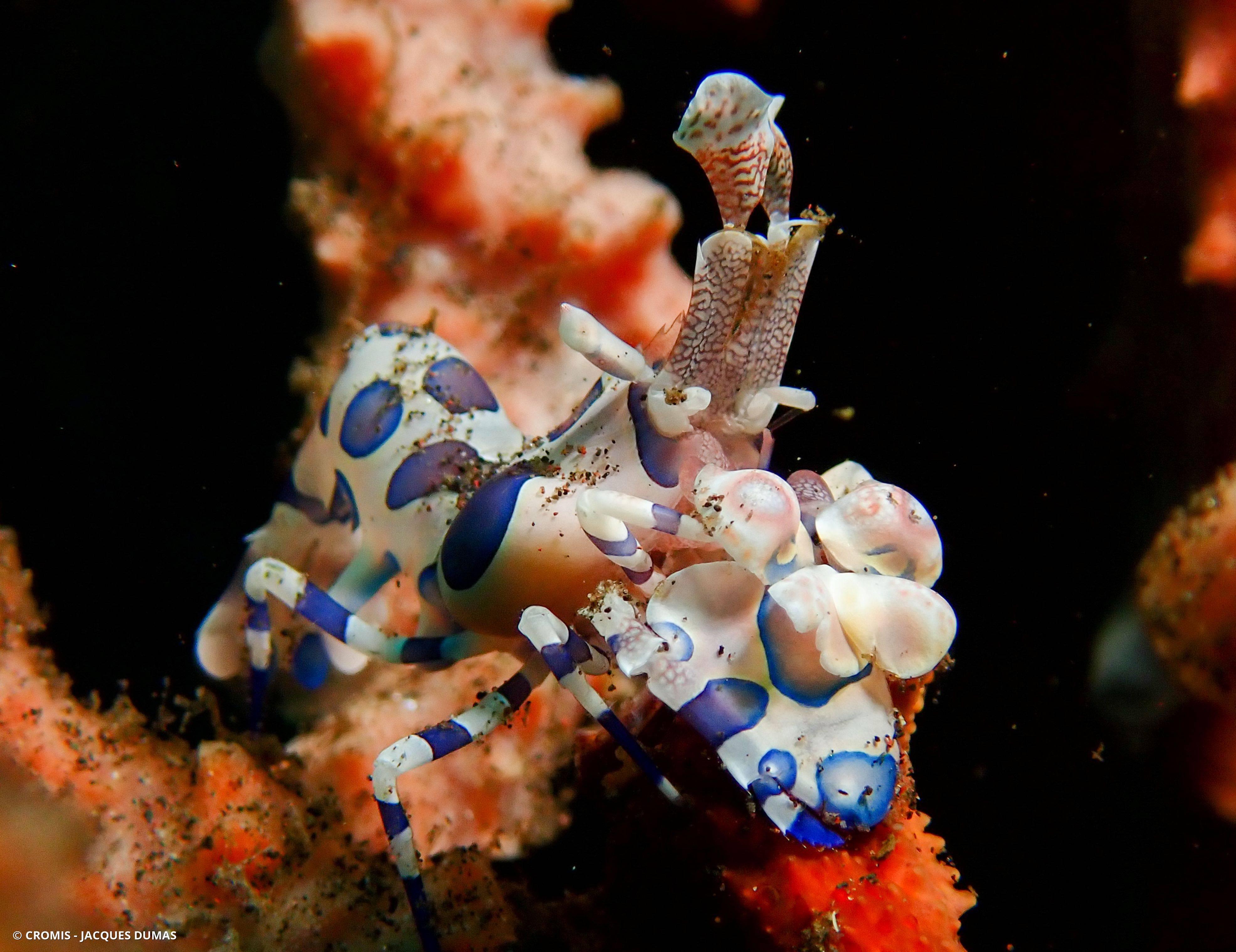 Crevette arlequin