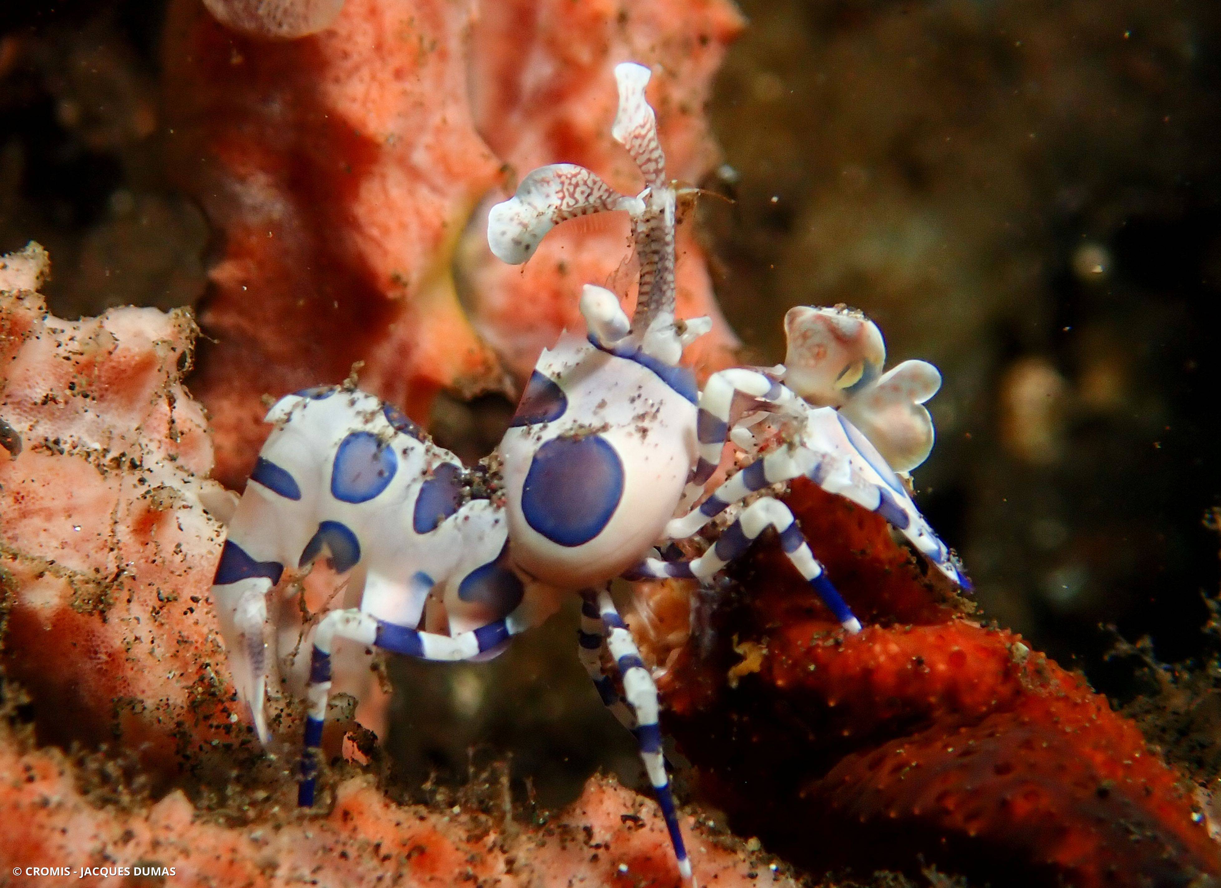 Crevette arlequin