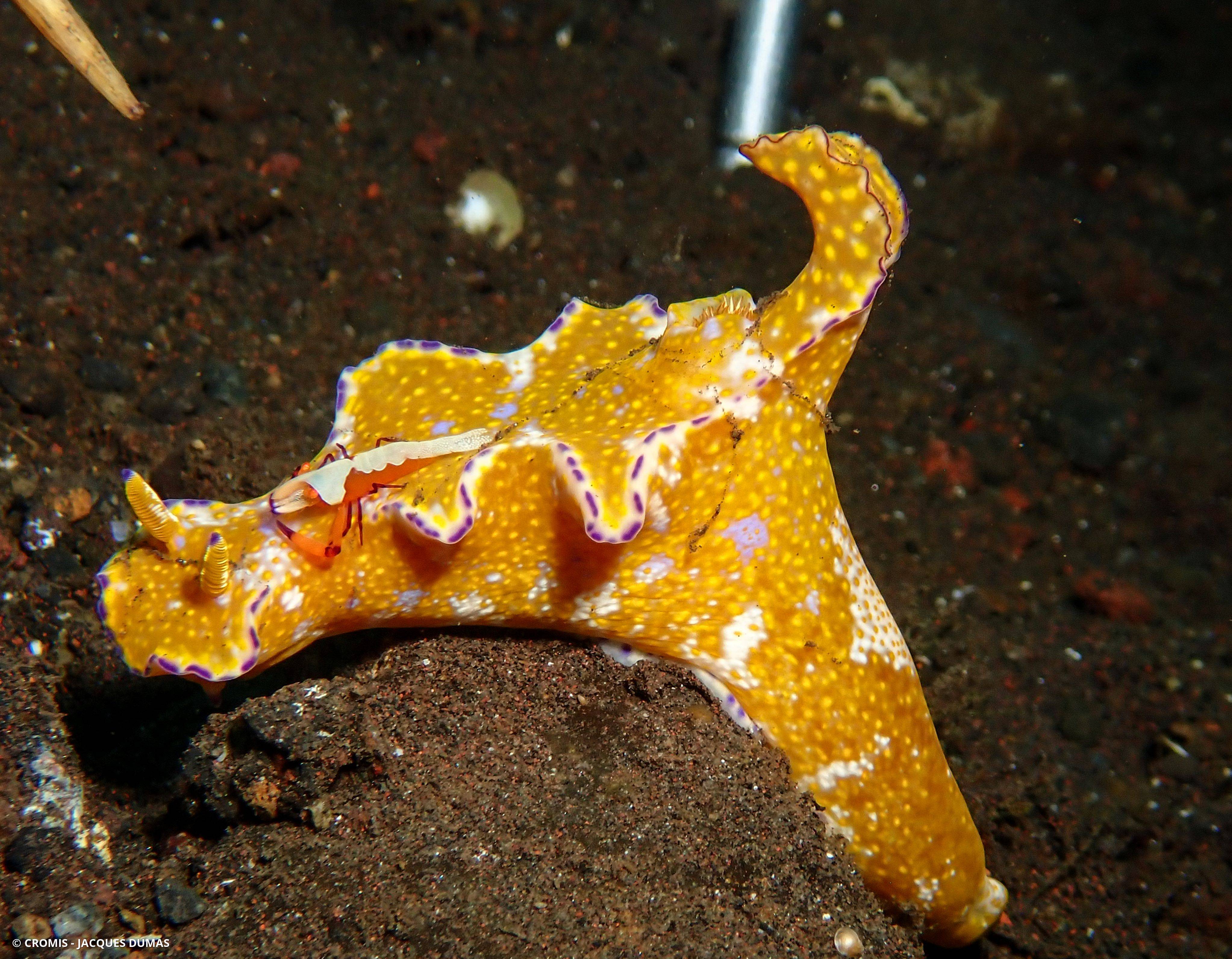 Cératosome ténue