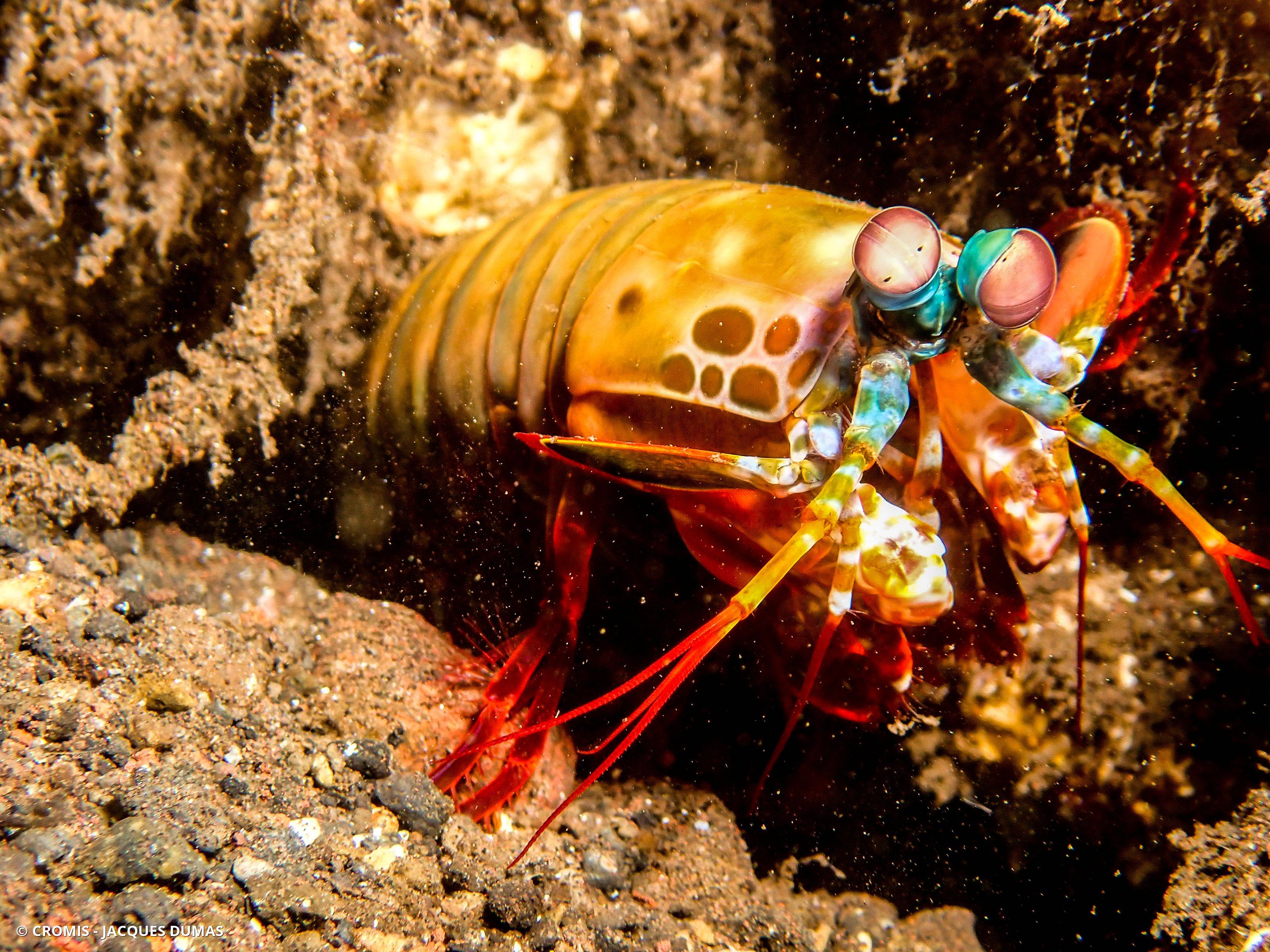 Mante de mer paon