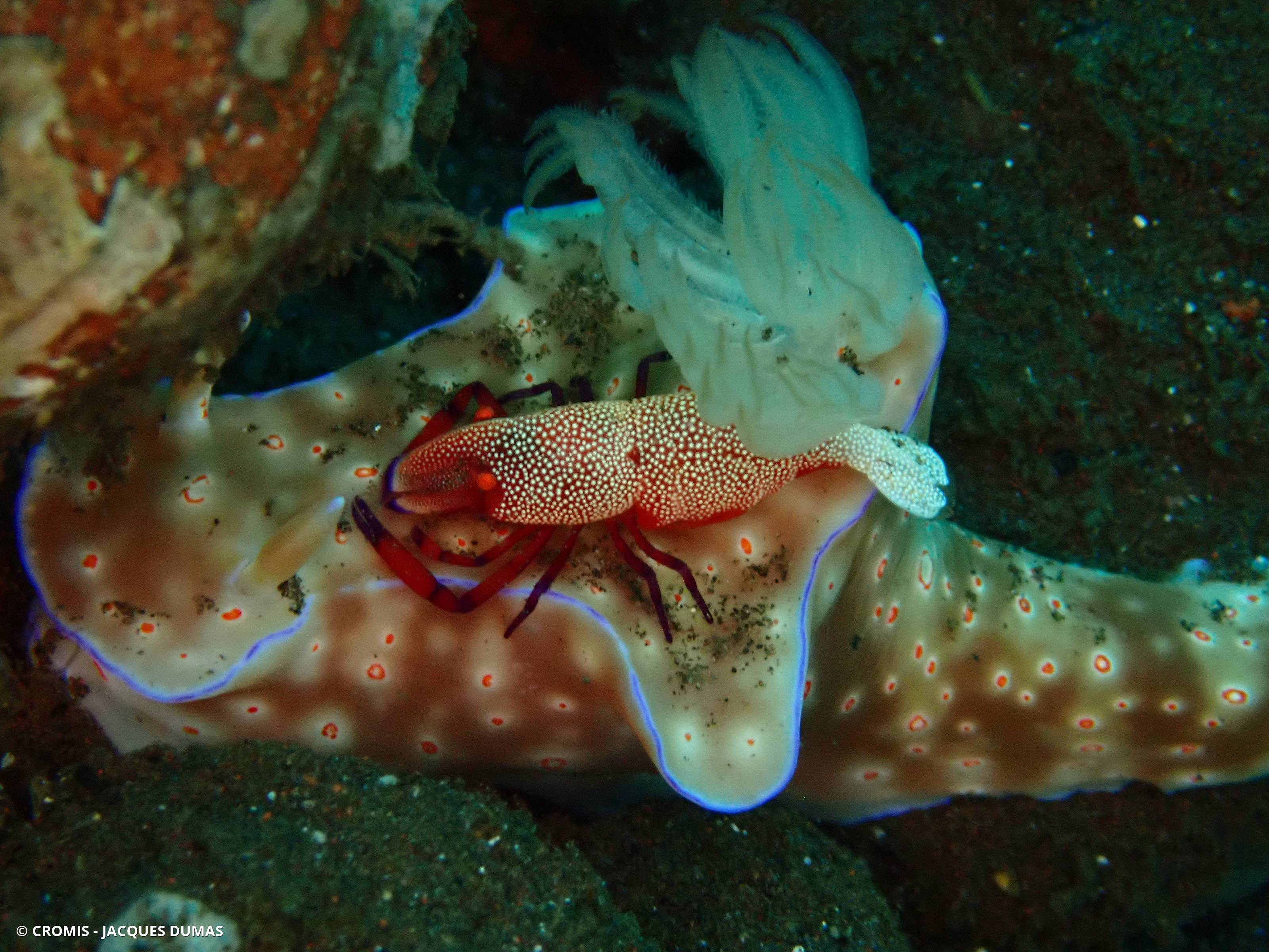 Crevette nettoyeuse impériale