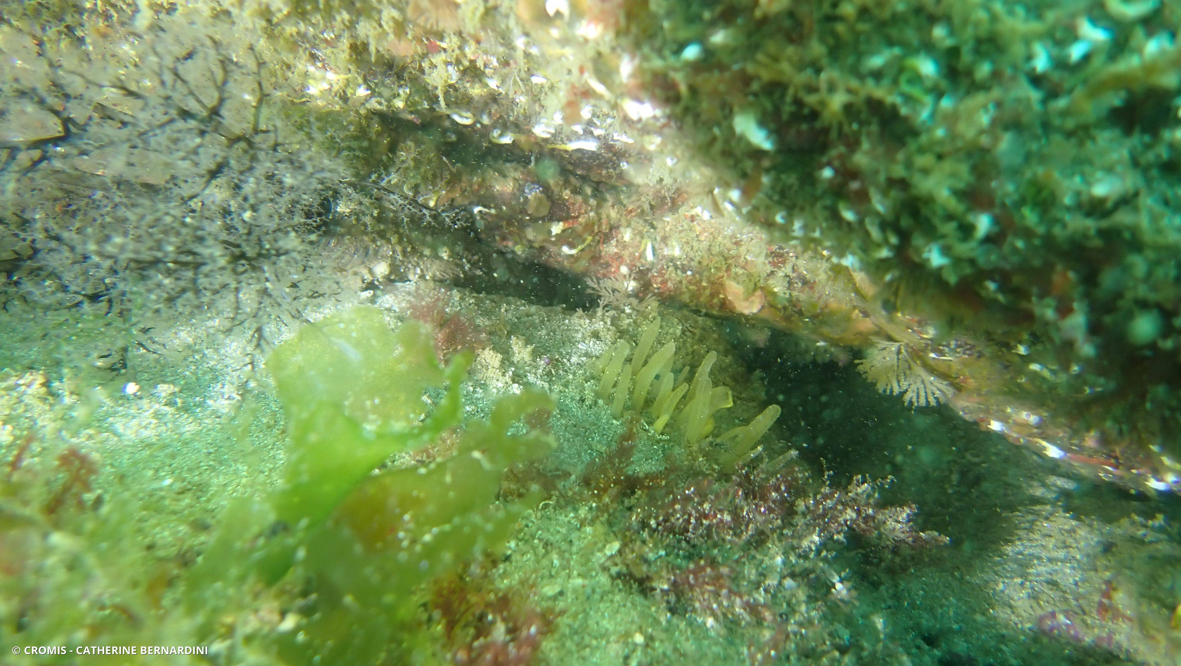 Eponge pinceau
