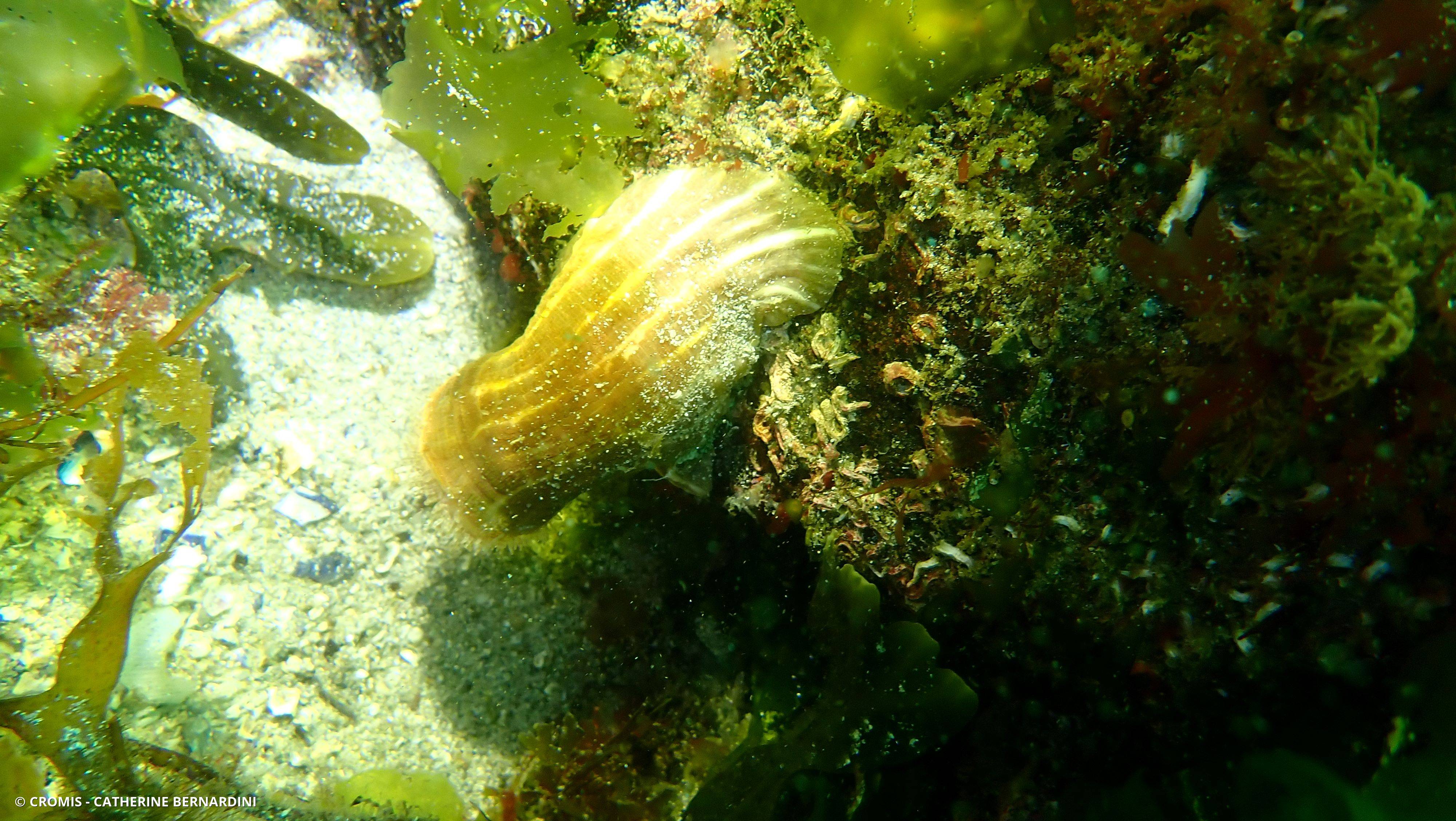 Anémone parasite