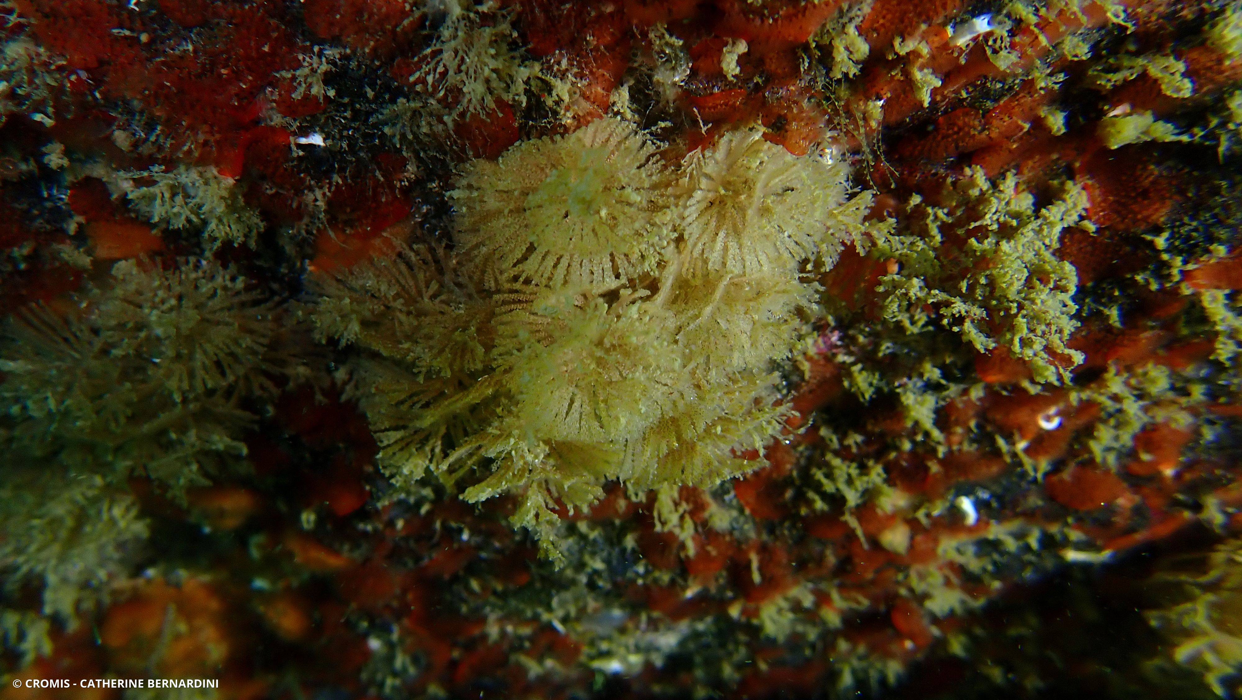 Bugule spiralée