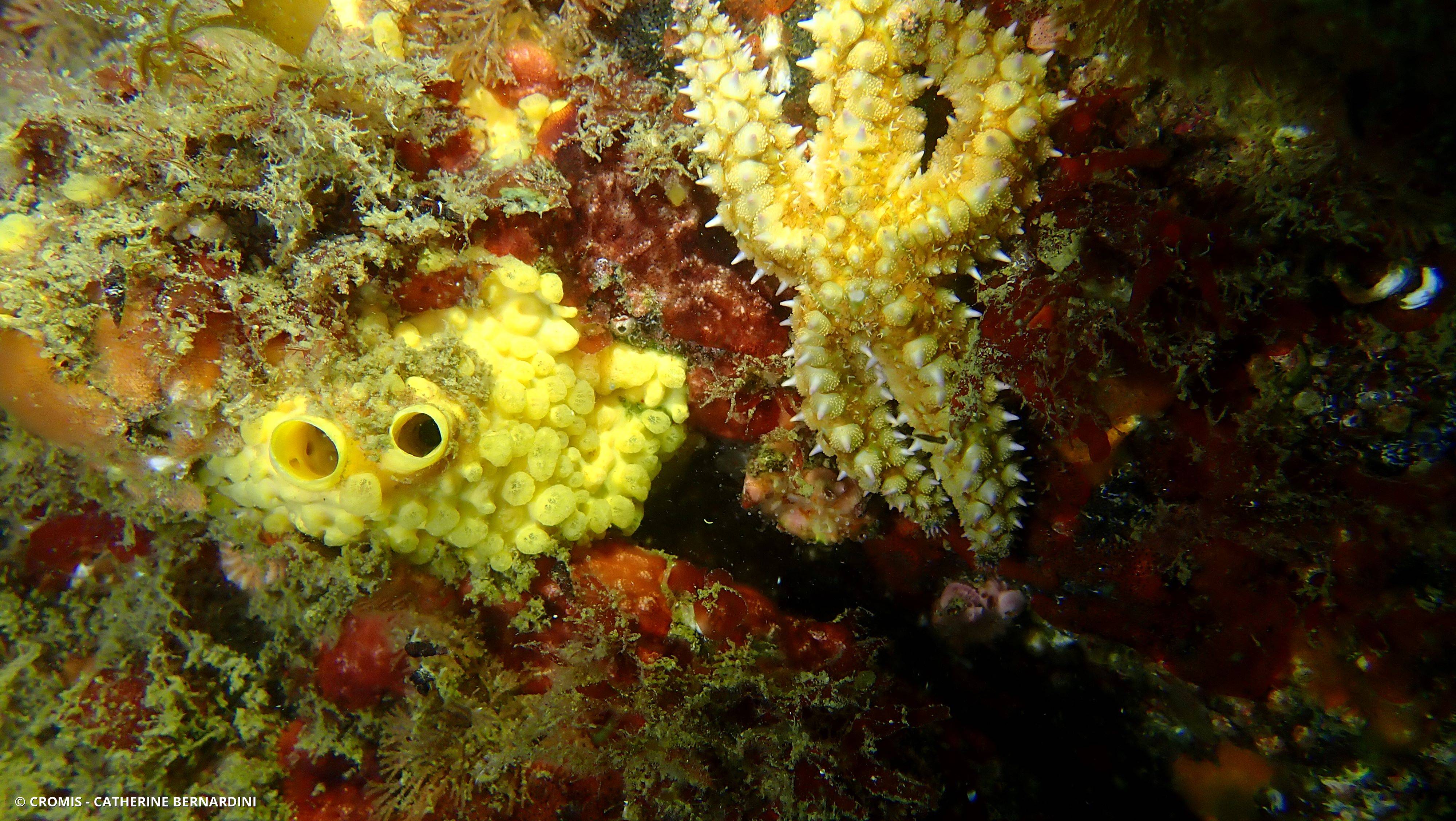 Clione jaune
