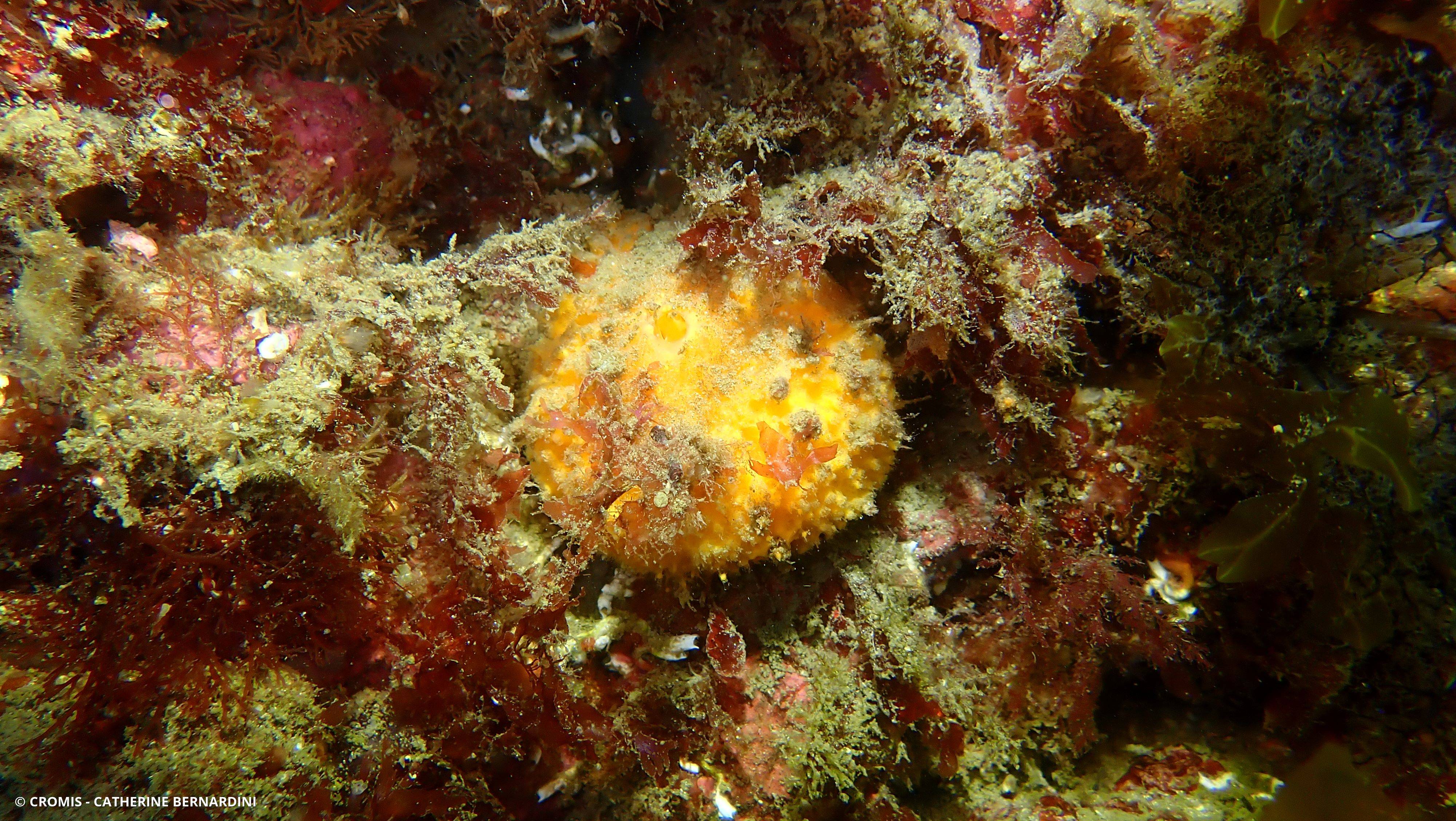 Orange de mer de Manche Atlantique