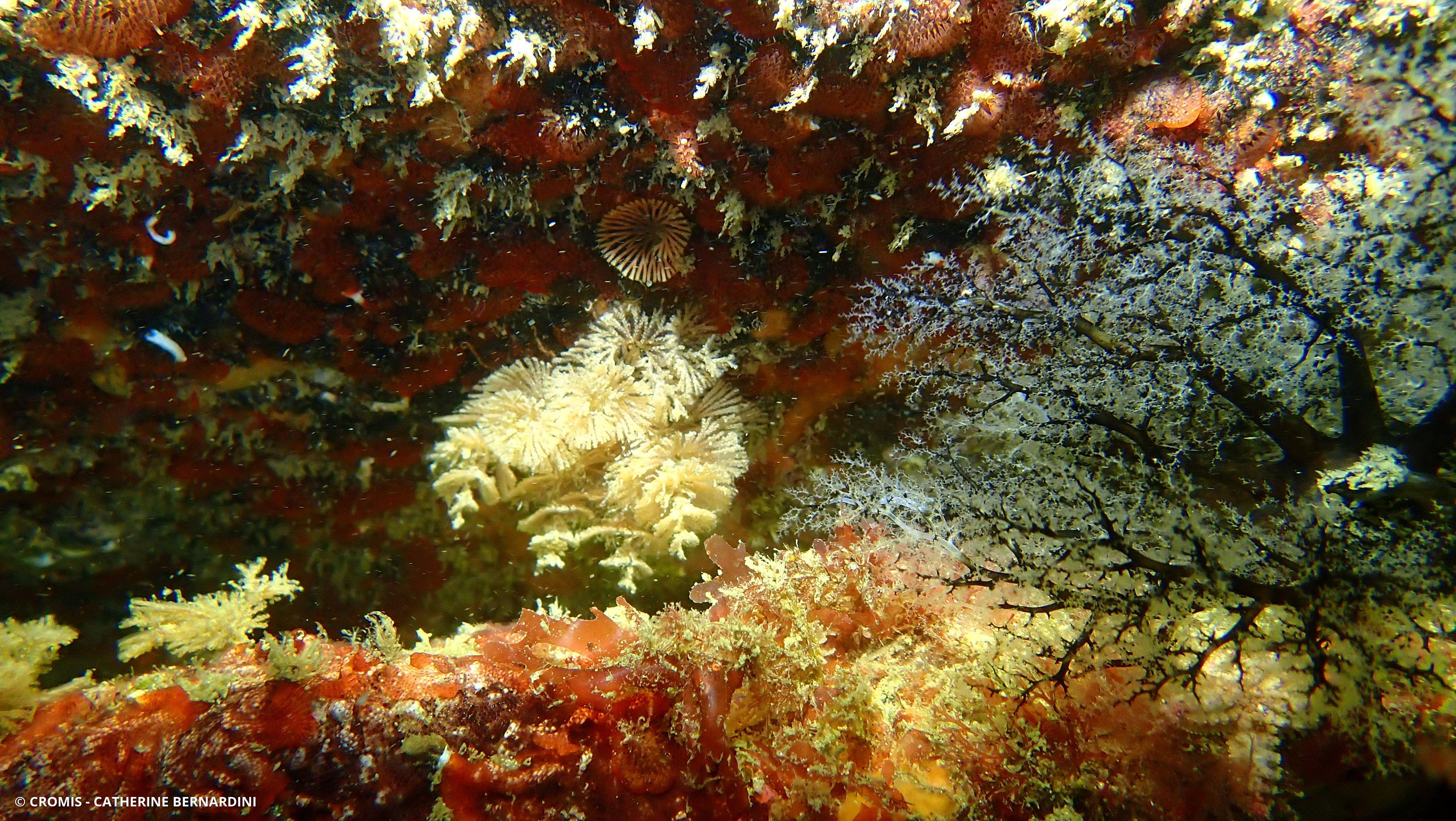 Bugule spiralée