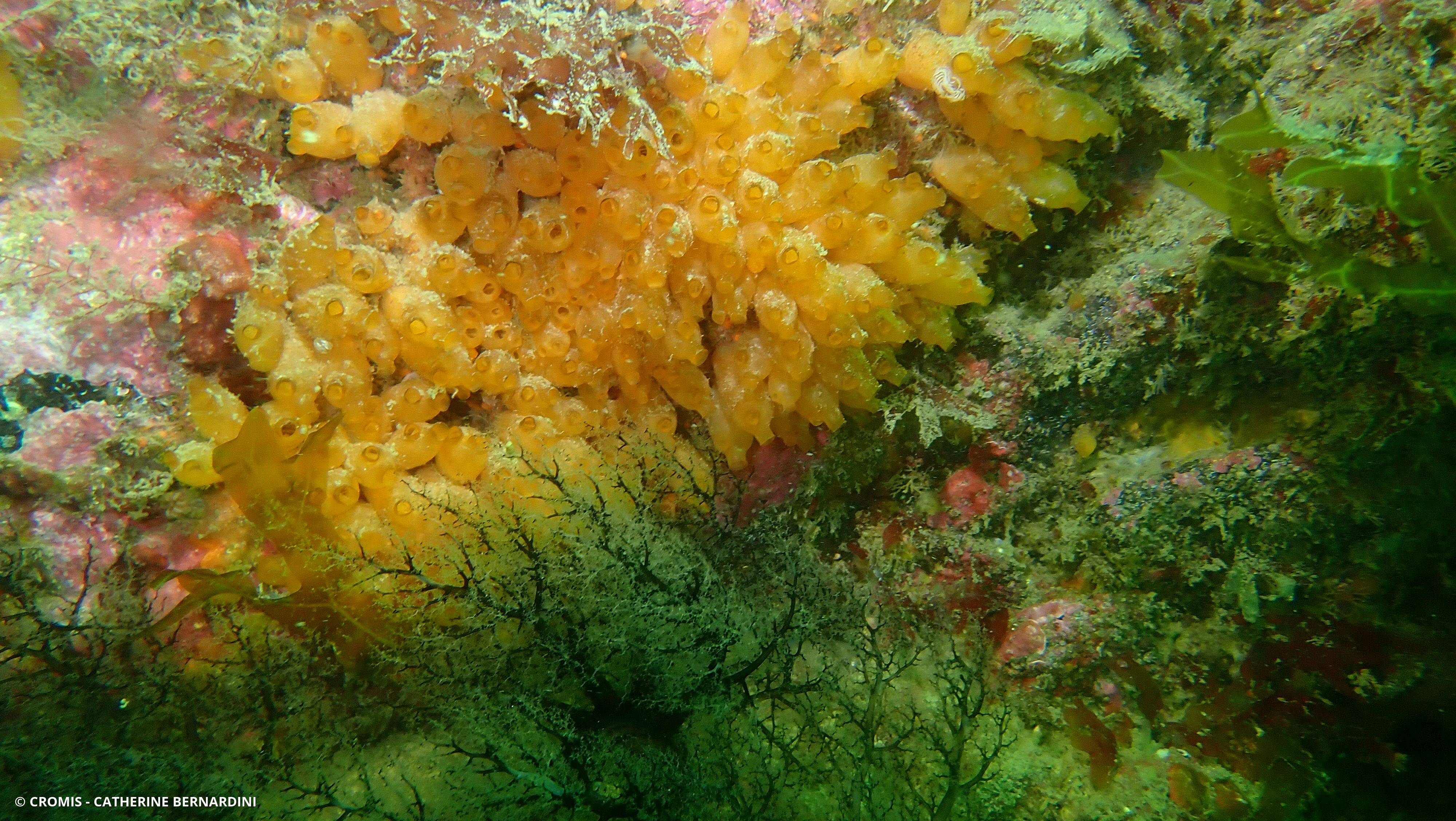 Mirabelle de mer