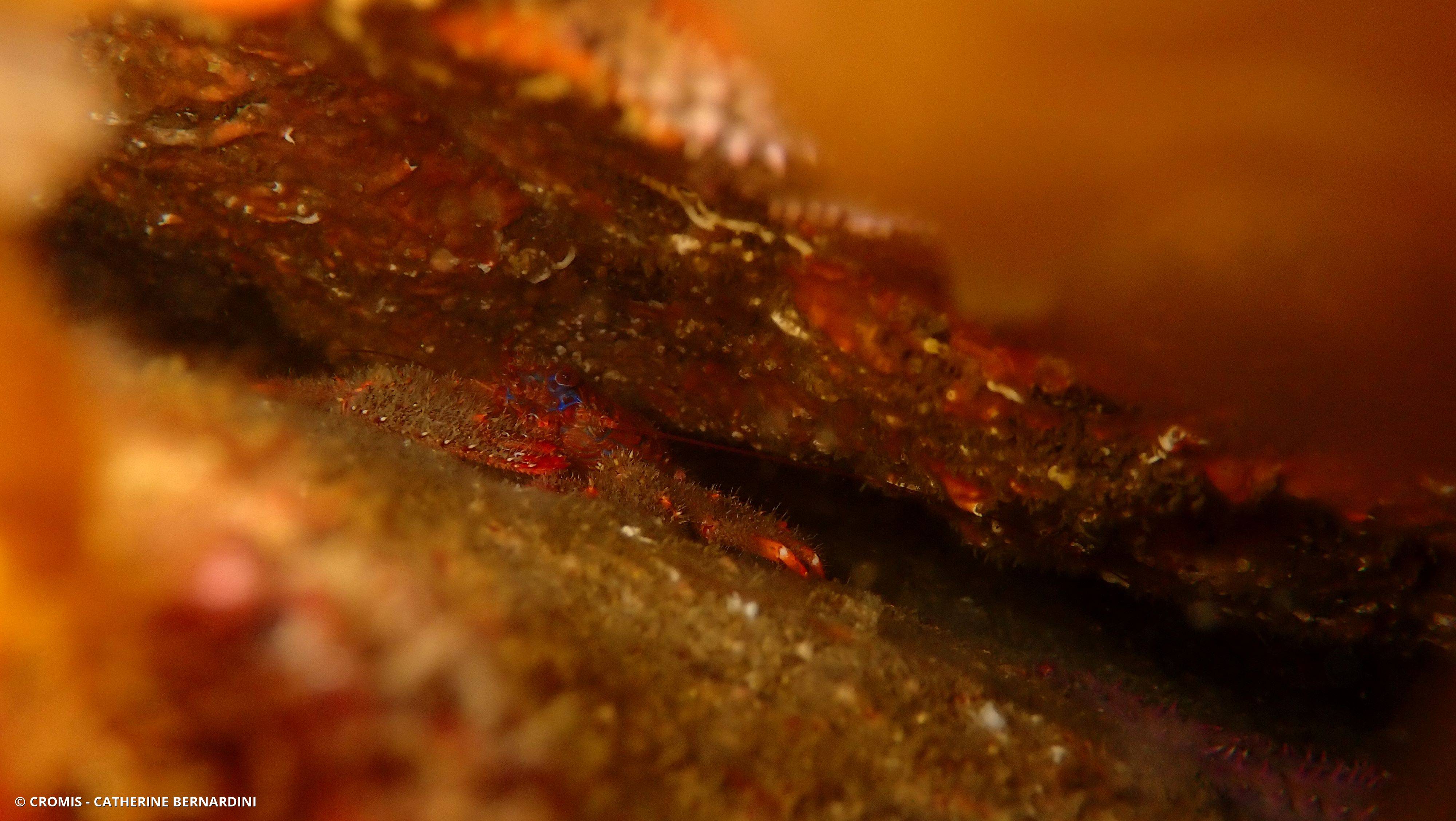 Galathée bicolore