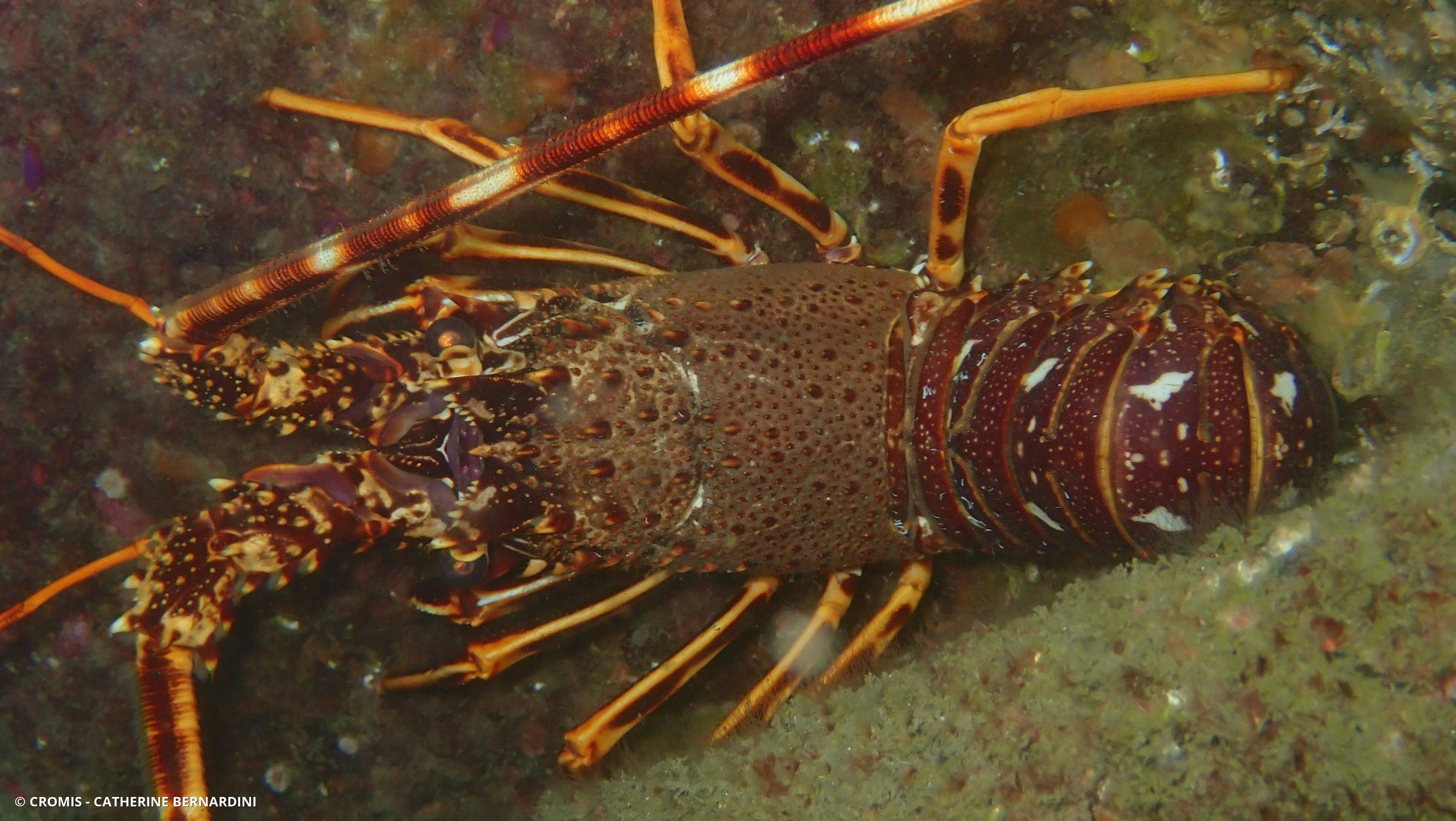 Langouste rouge