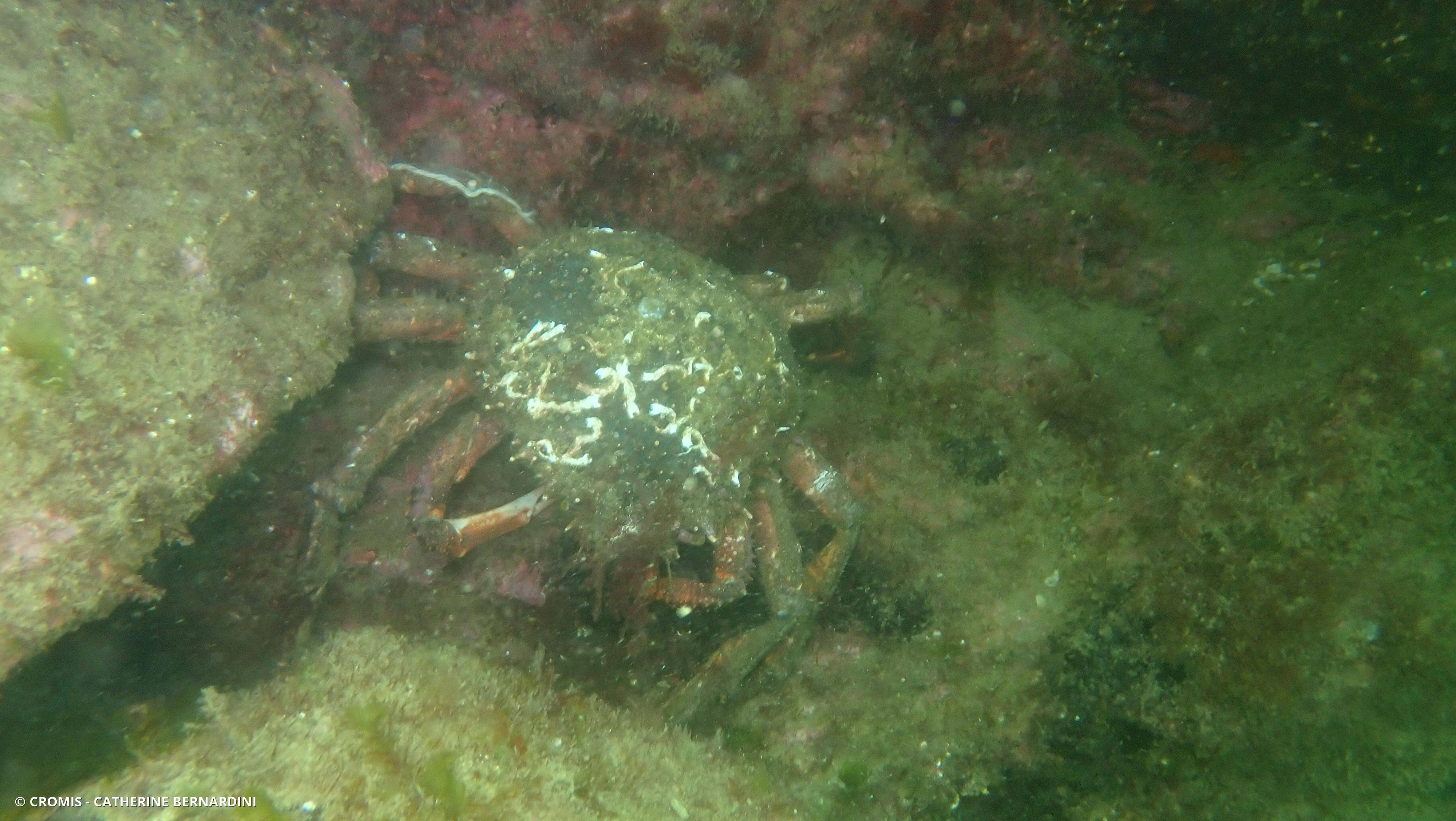 Araignée de mer Atlantique