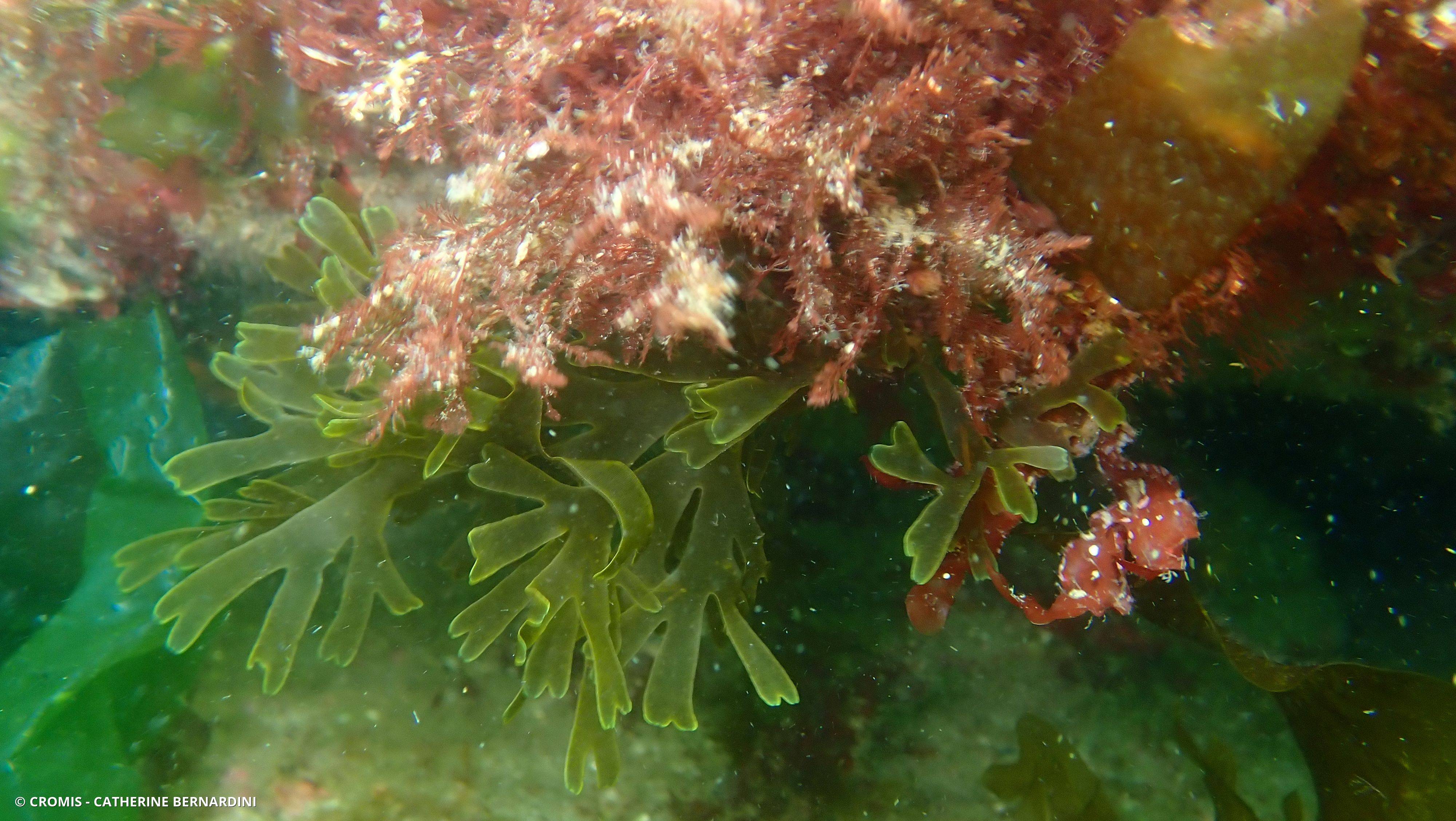 Dictyote