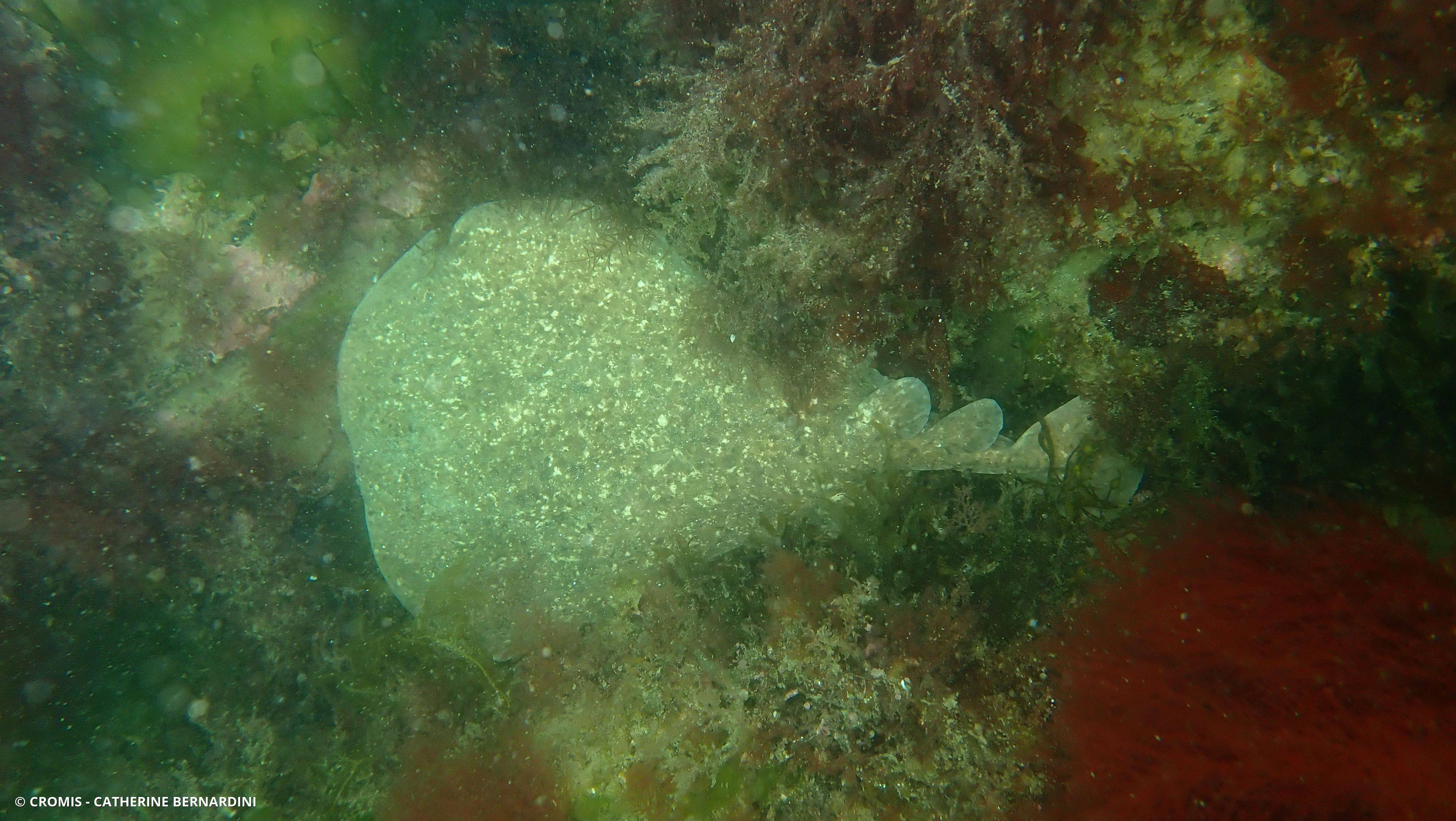 Torpille marbrée