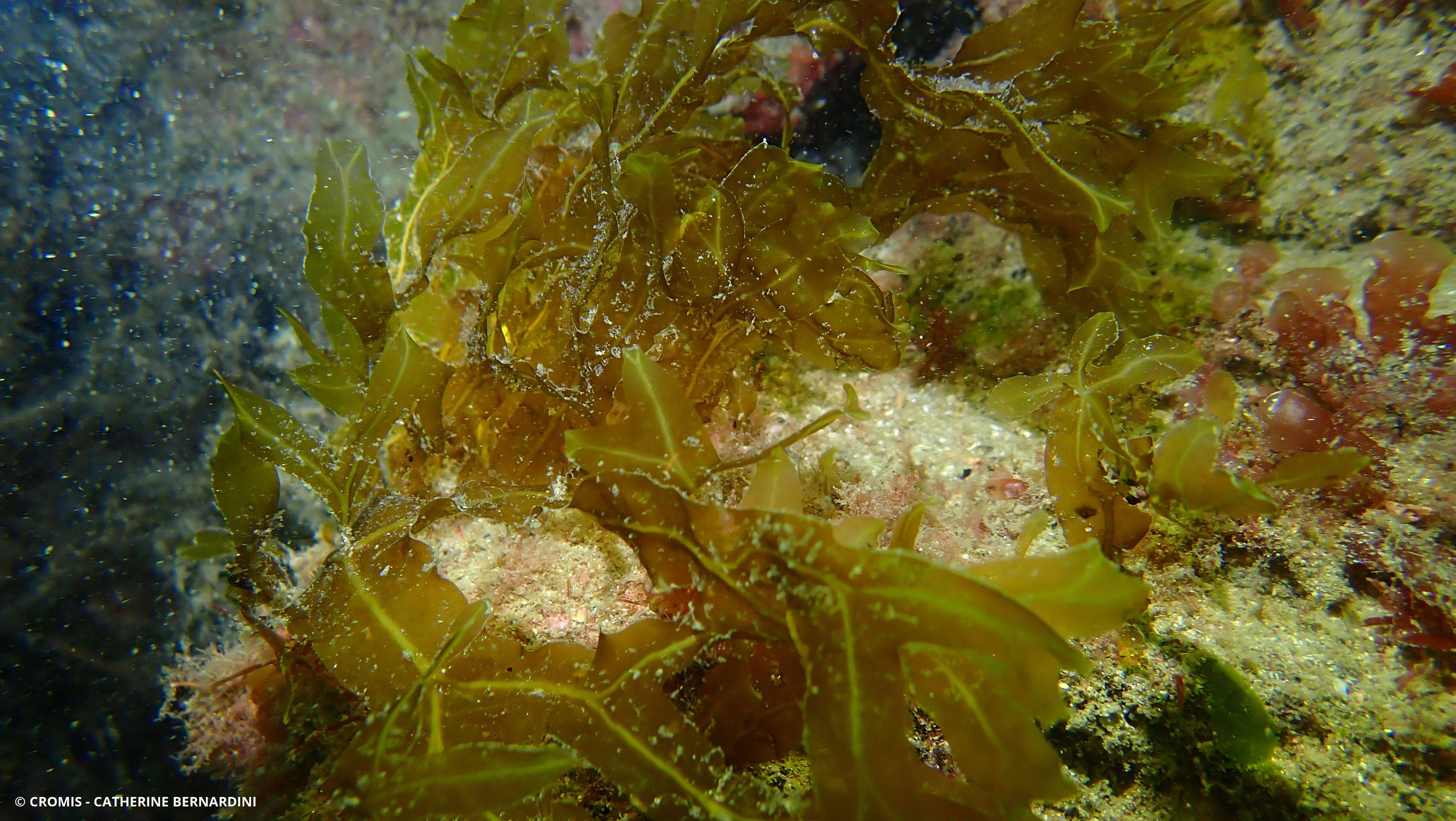 Fougère de mer