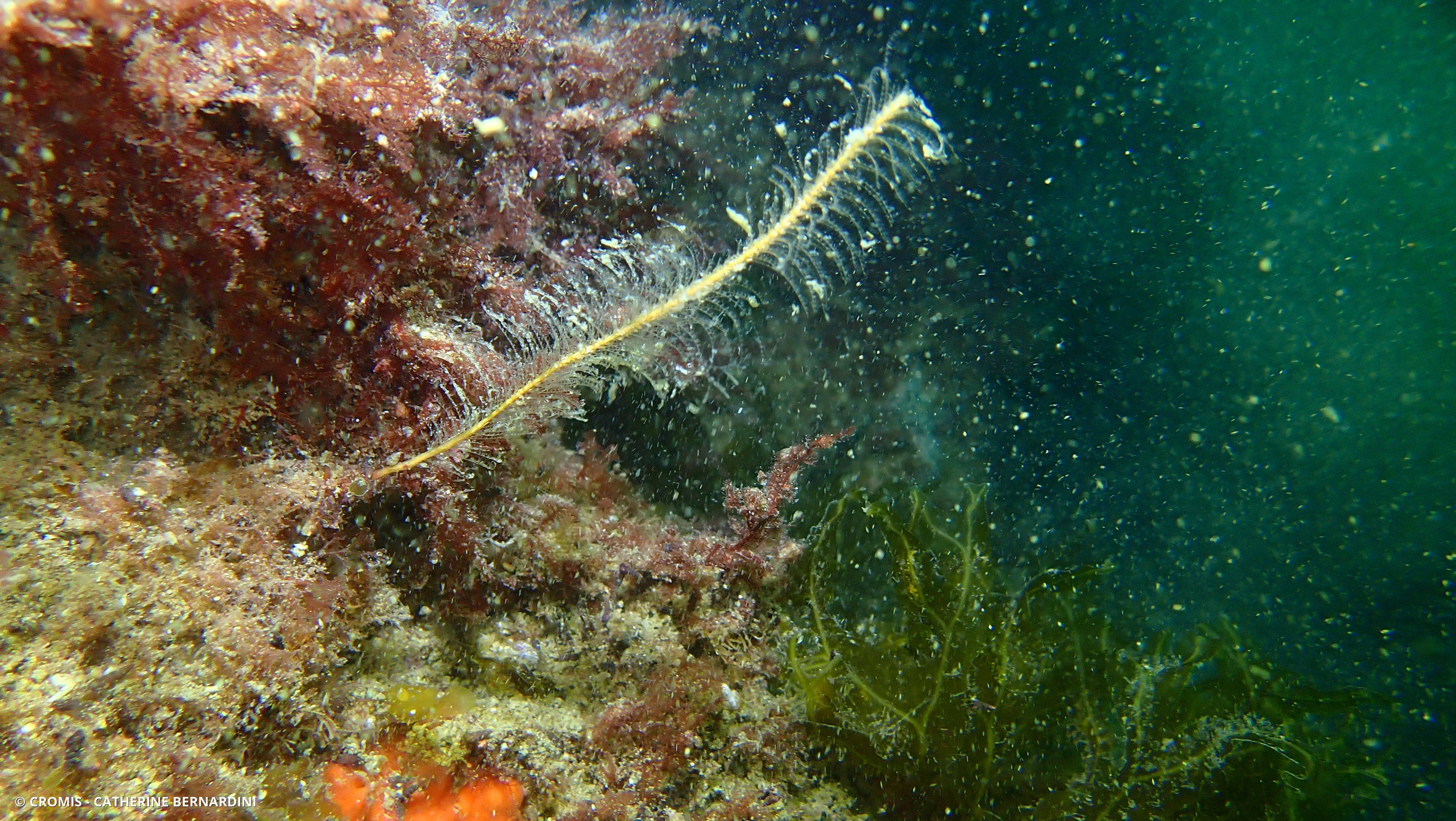 Plumule bicolore