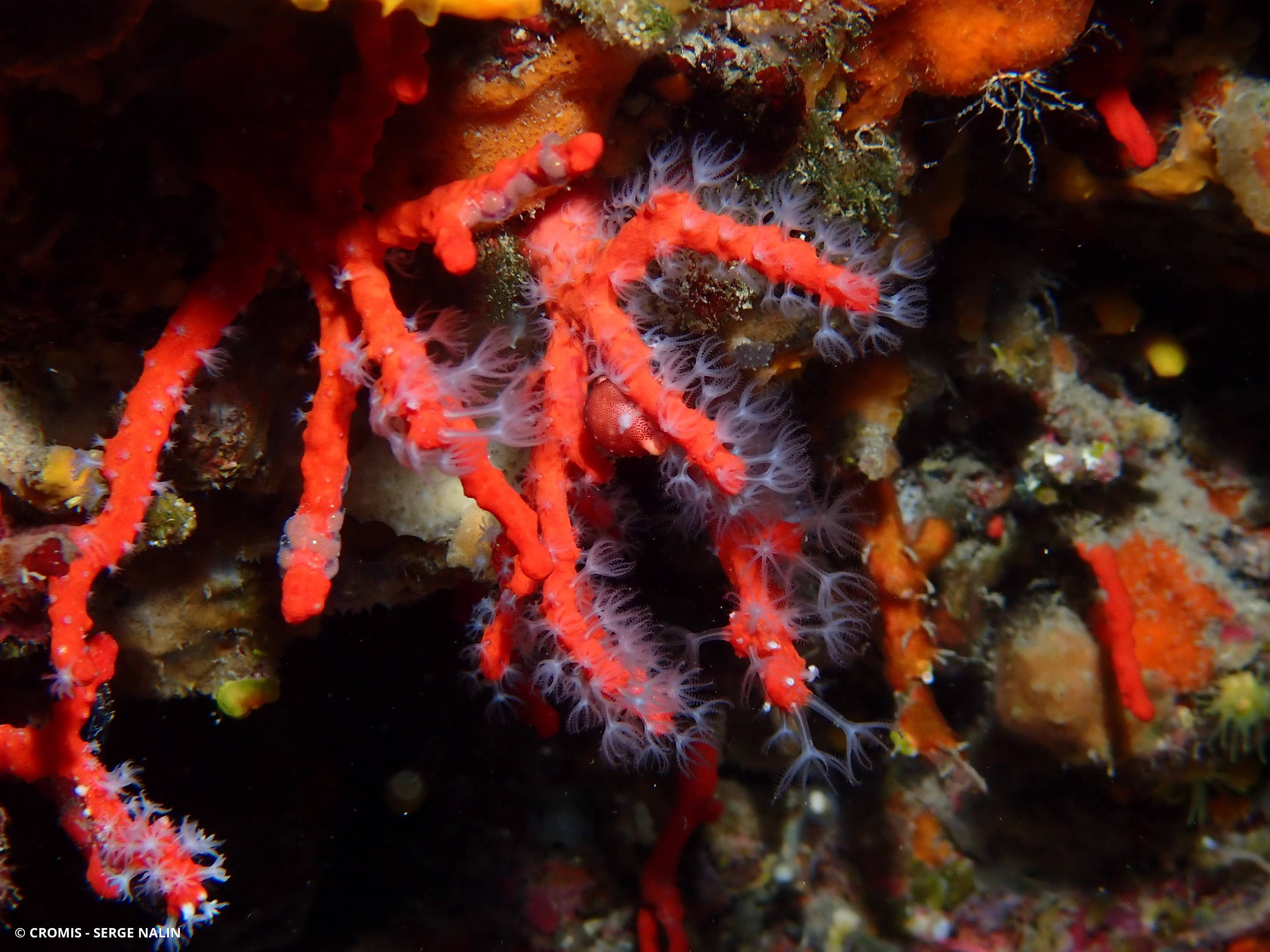 Simnie du corail rouge