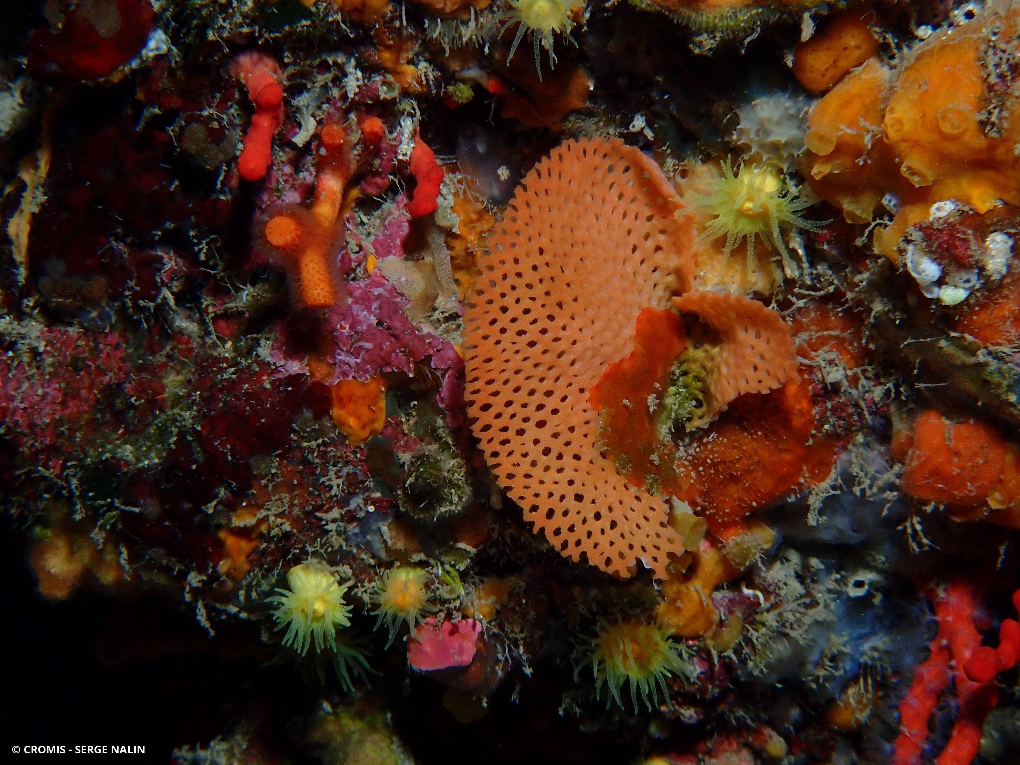 Dentelle des grottes